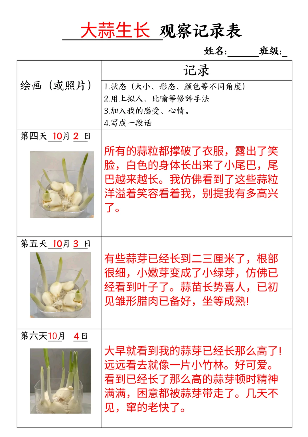 大蒜生长观察记录表