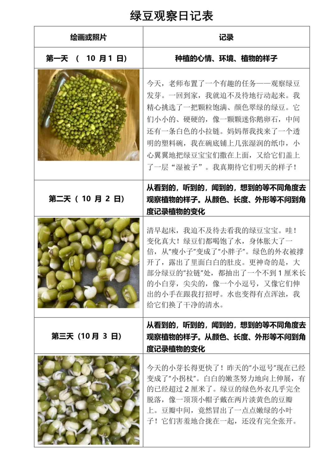我的观察记录表|绿豆观察日记来了