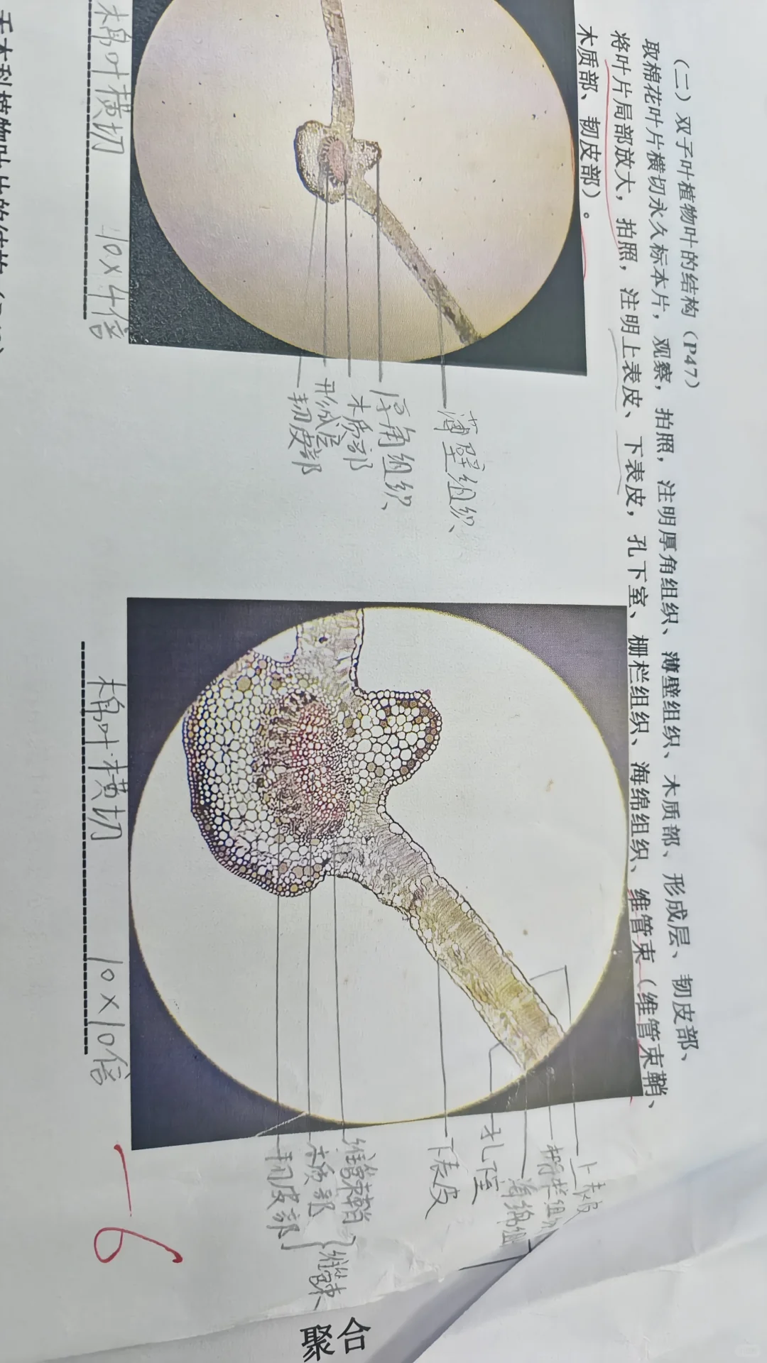 【植物学实验报告五】植物叶的形态结构与