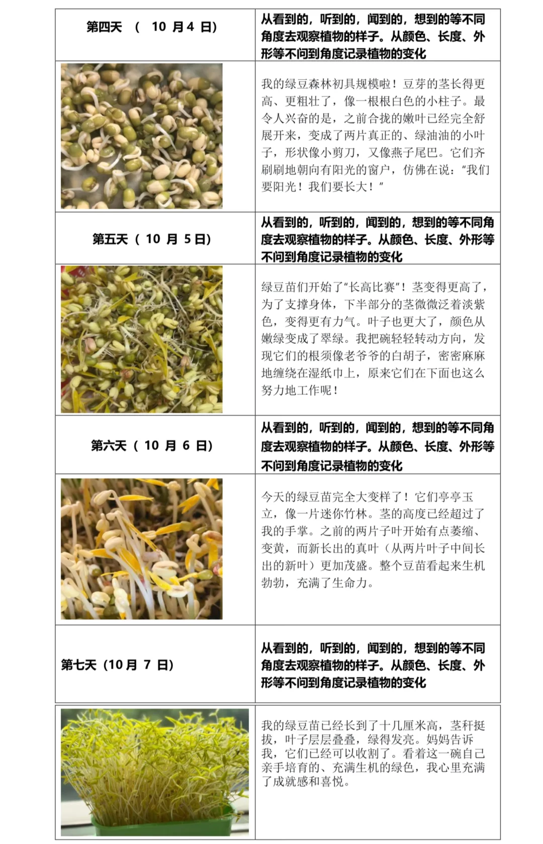 我的观察记录表|绿豆观察日记来了