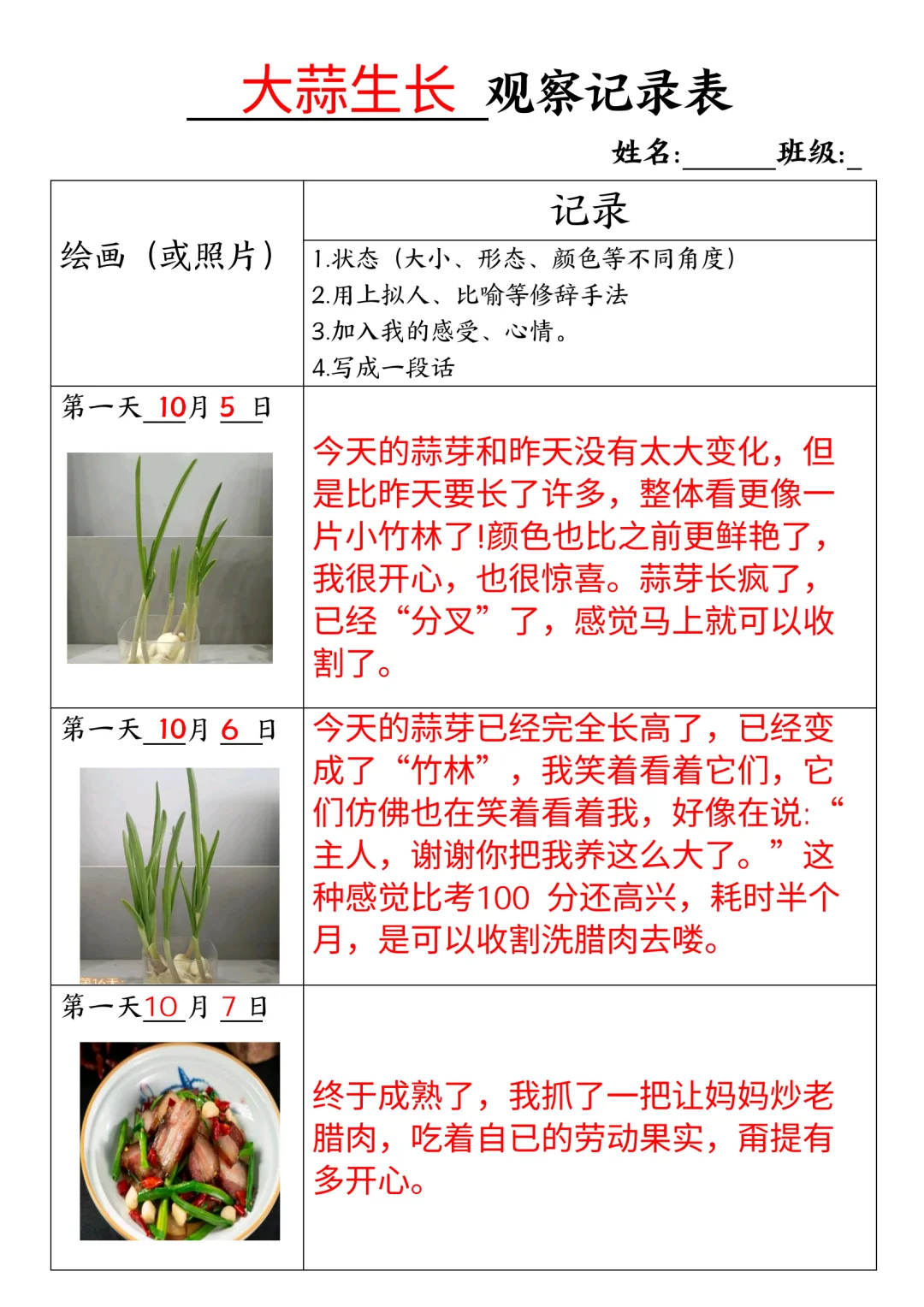 大蒜生长观察记录表