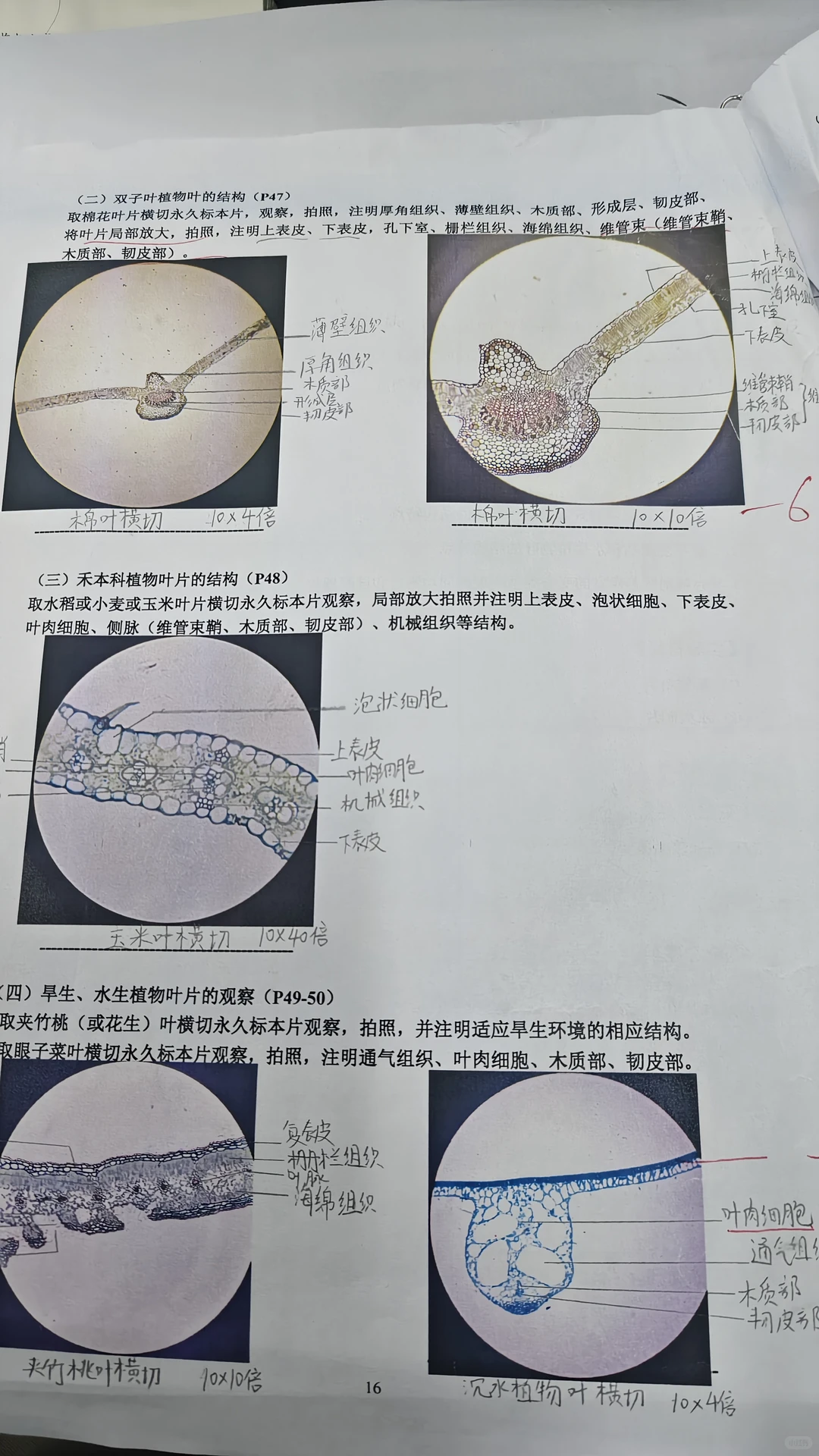 【植物学实验报告五】植物叶的形态结构与