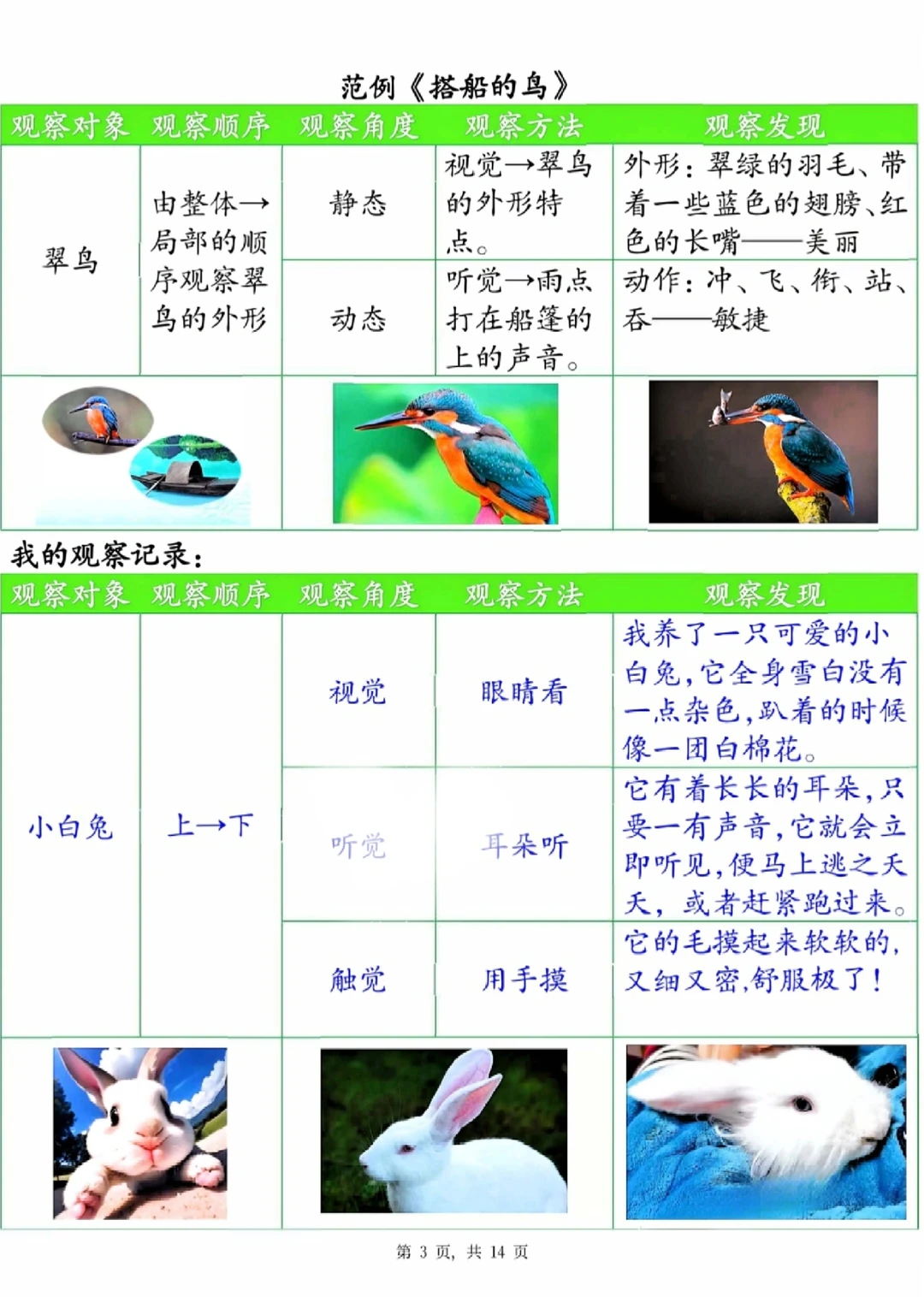 三年级语文上册第五单元观察记录单