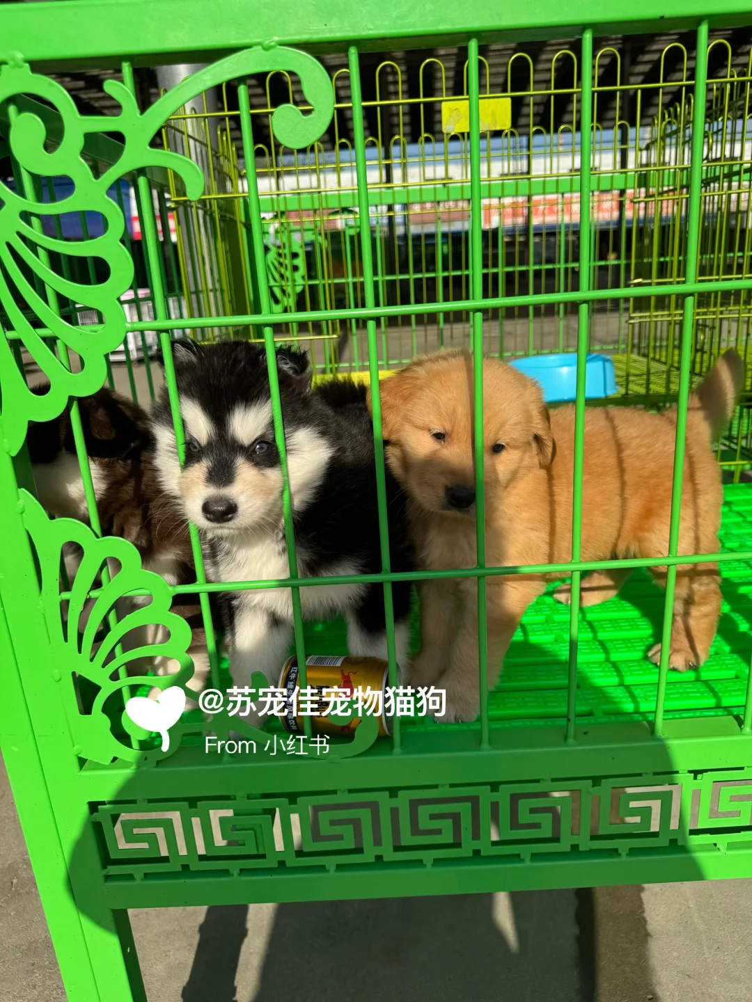 珠海大型宠物猫狗市场||猫咪狗狗一条批发价