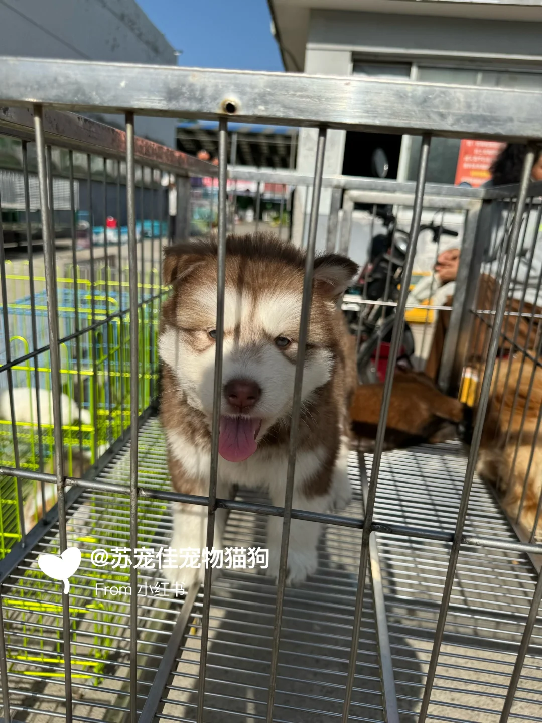 珠海大型宠物猫狗市场||猫咪狗狗一条批发价