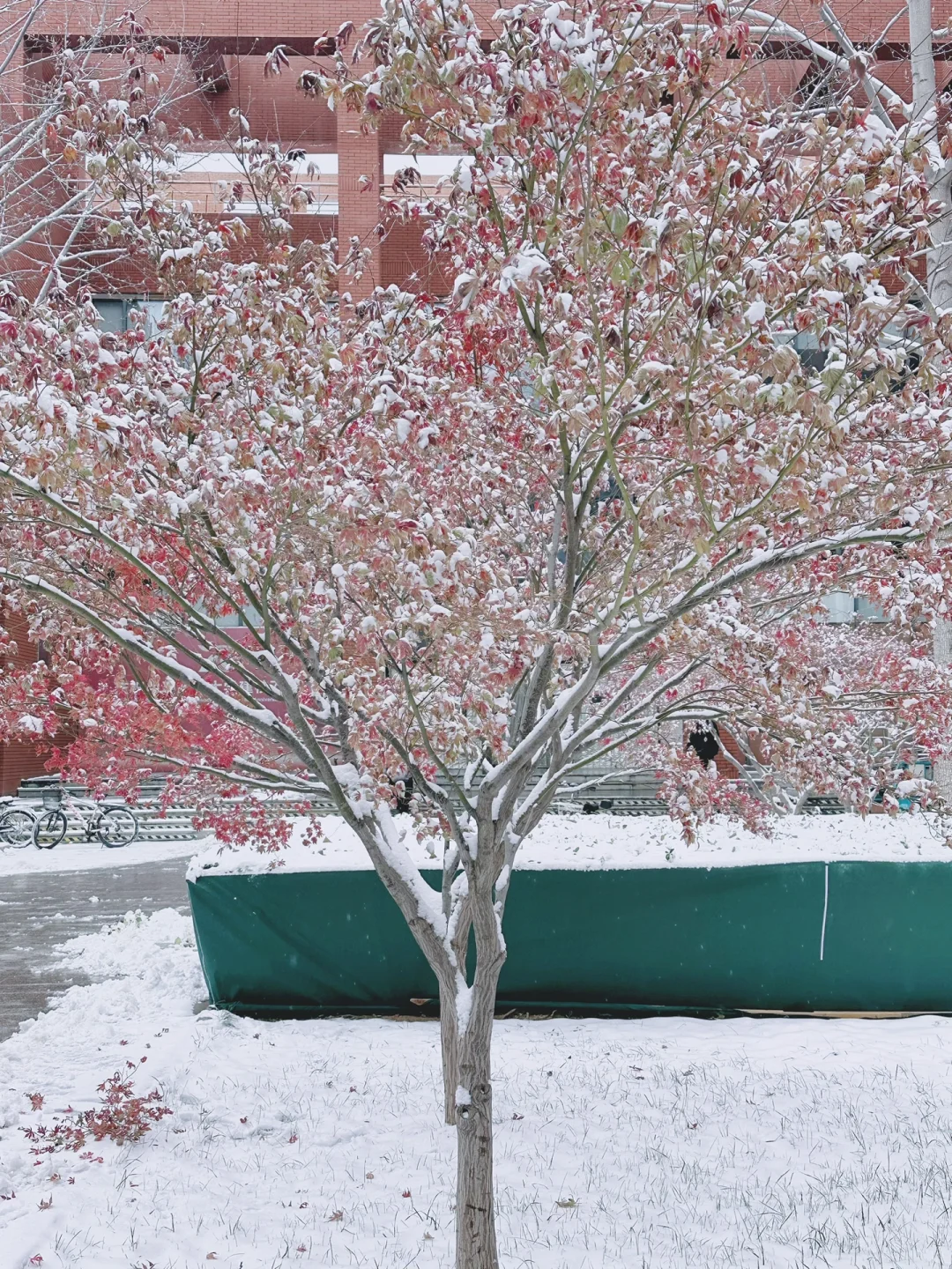 法大的第一场雪❄️