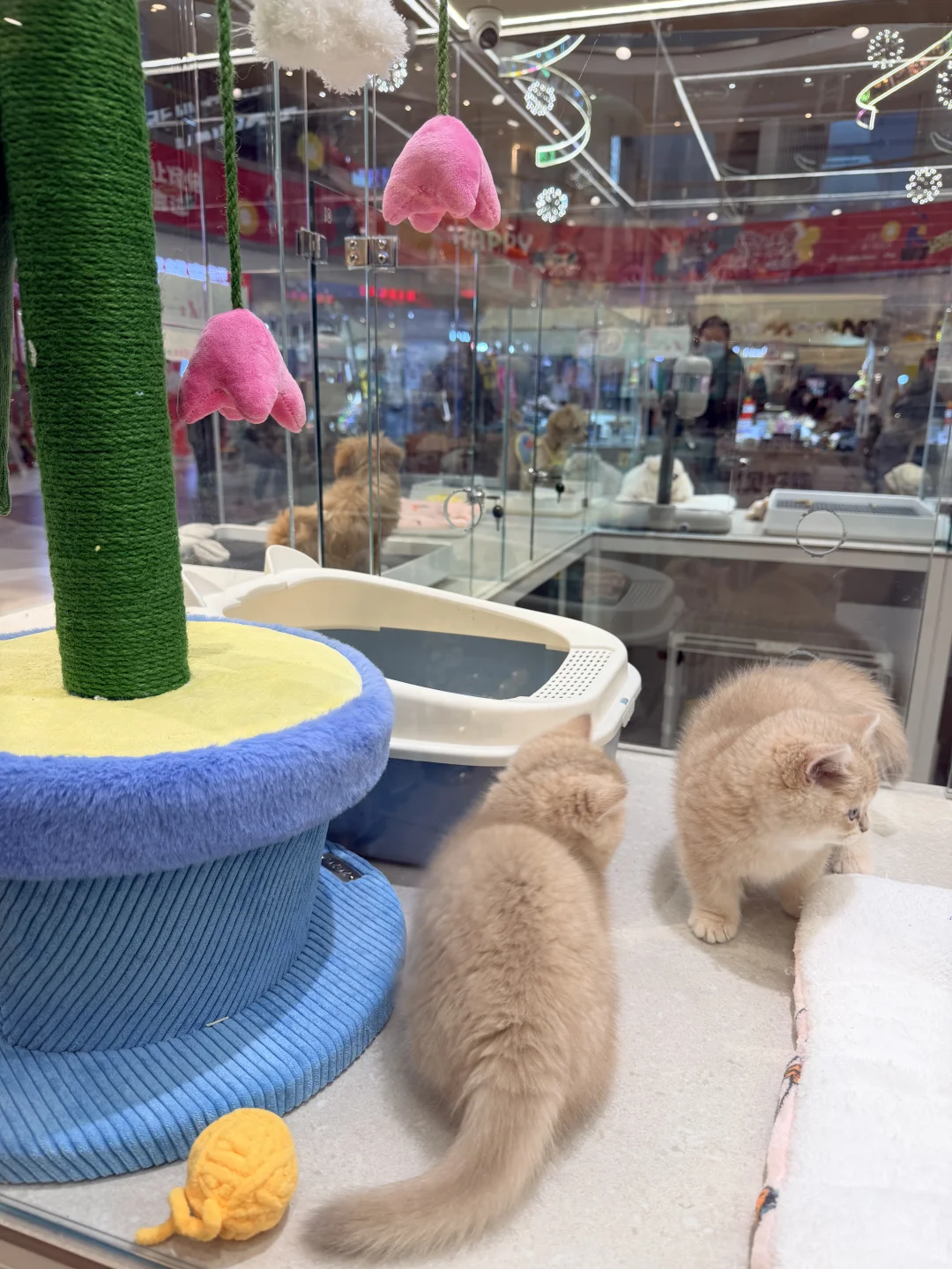 泰达生活馆新开的宠物店