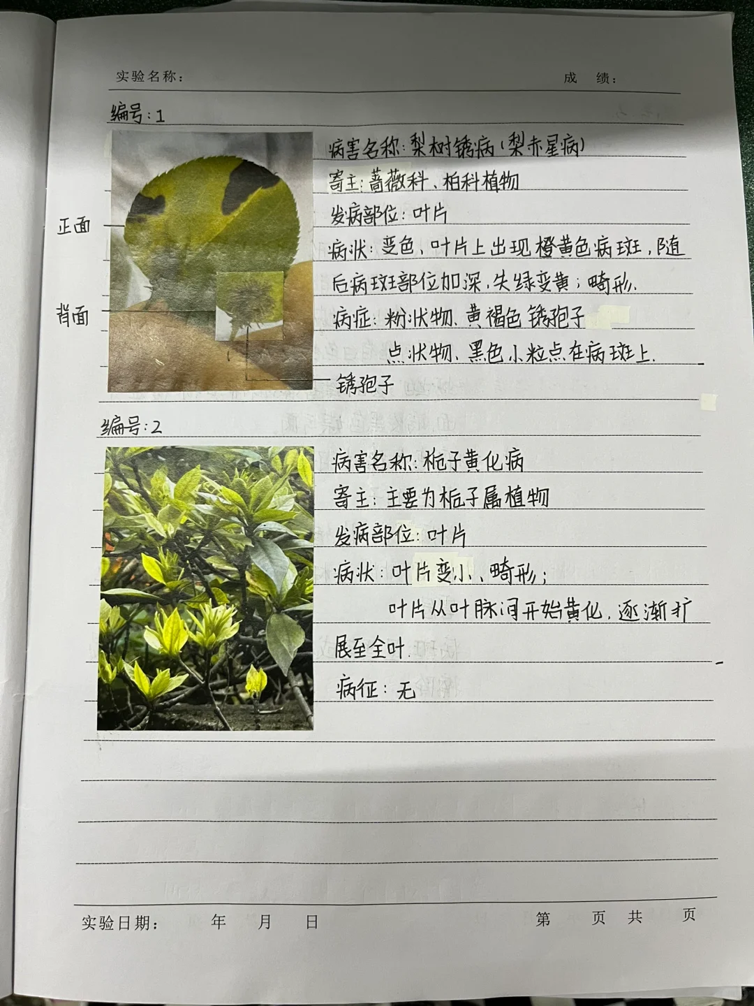 植物病害的症状观察