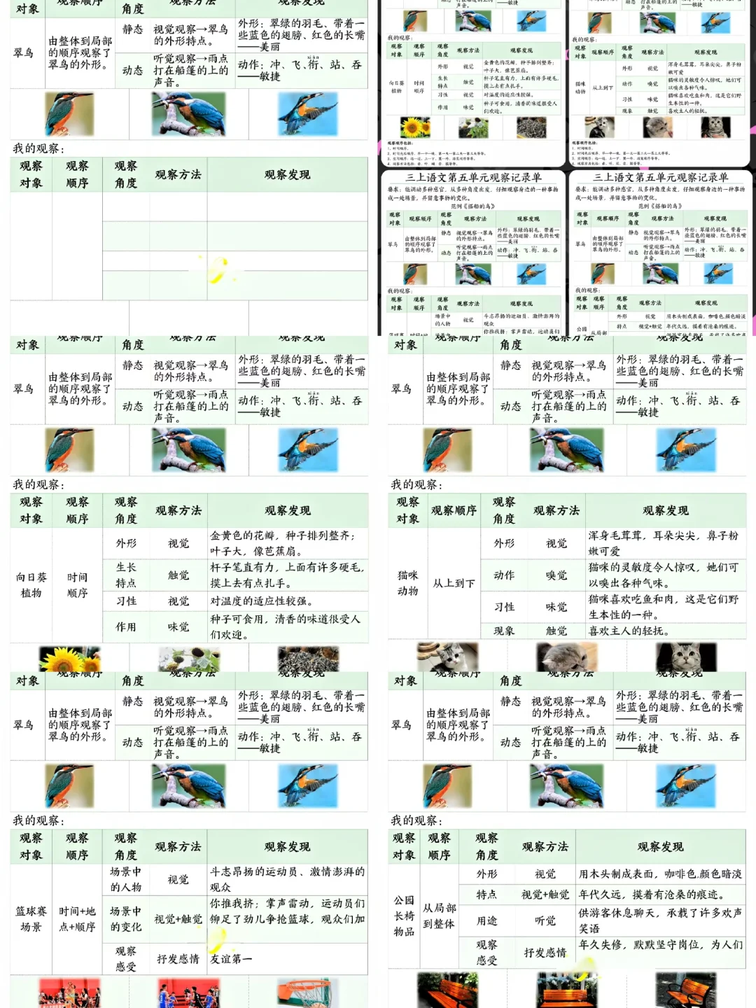 三年级语文上册?【观察记录单】