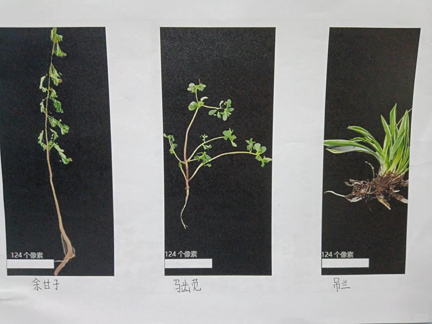 园艺植物生物学特性观察