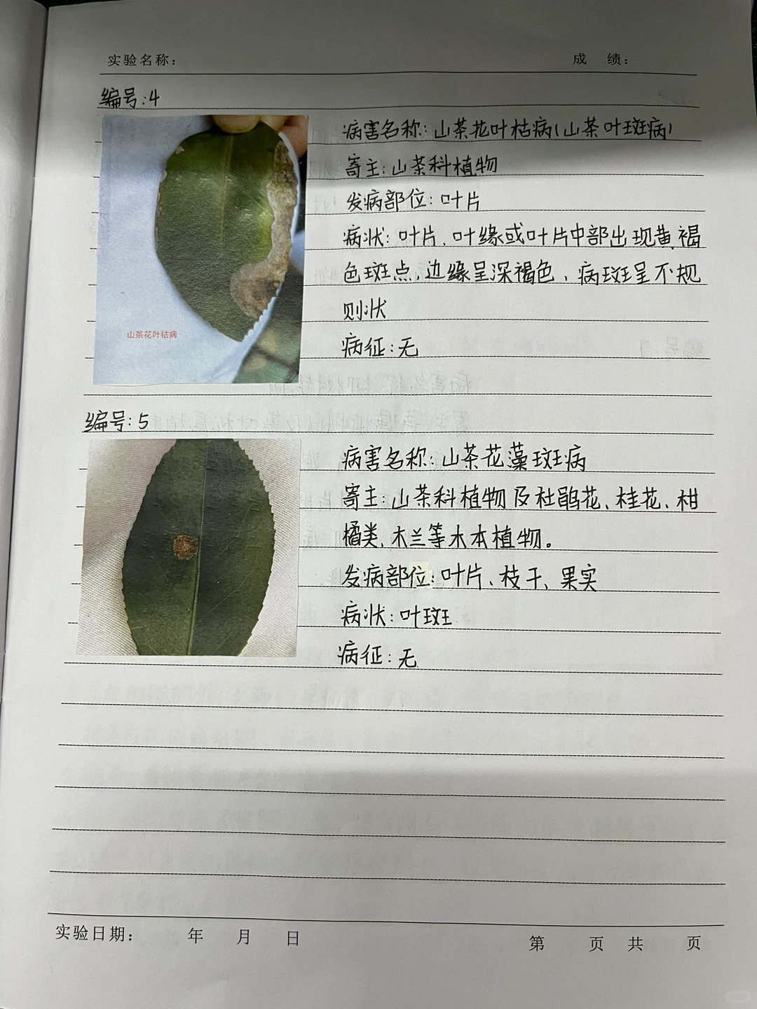 植物病害的症状观察