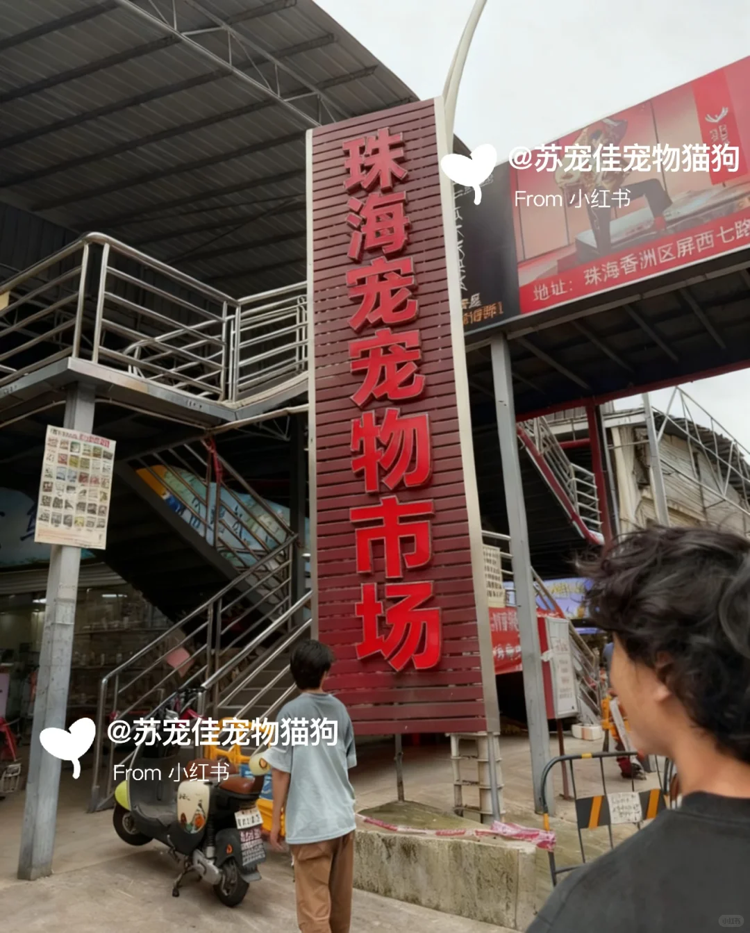 珠海大型宠物猫狗市场||猫咪狗狗一条批发价