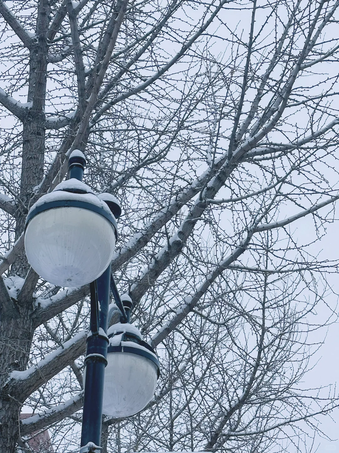 法大的第一场雪❄️