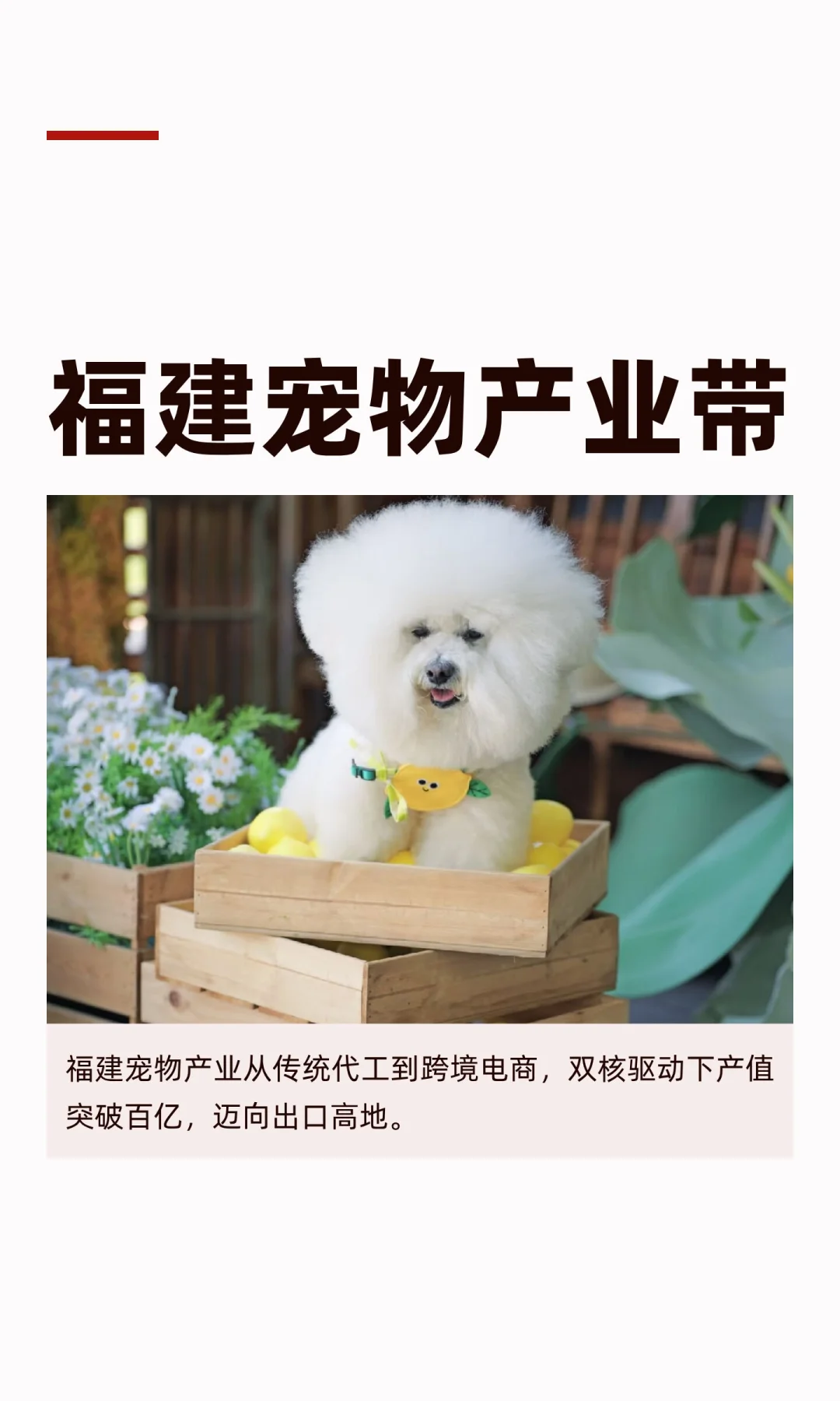 福建宠物产业带