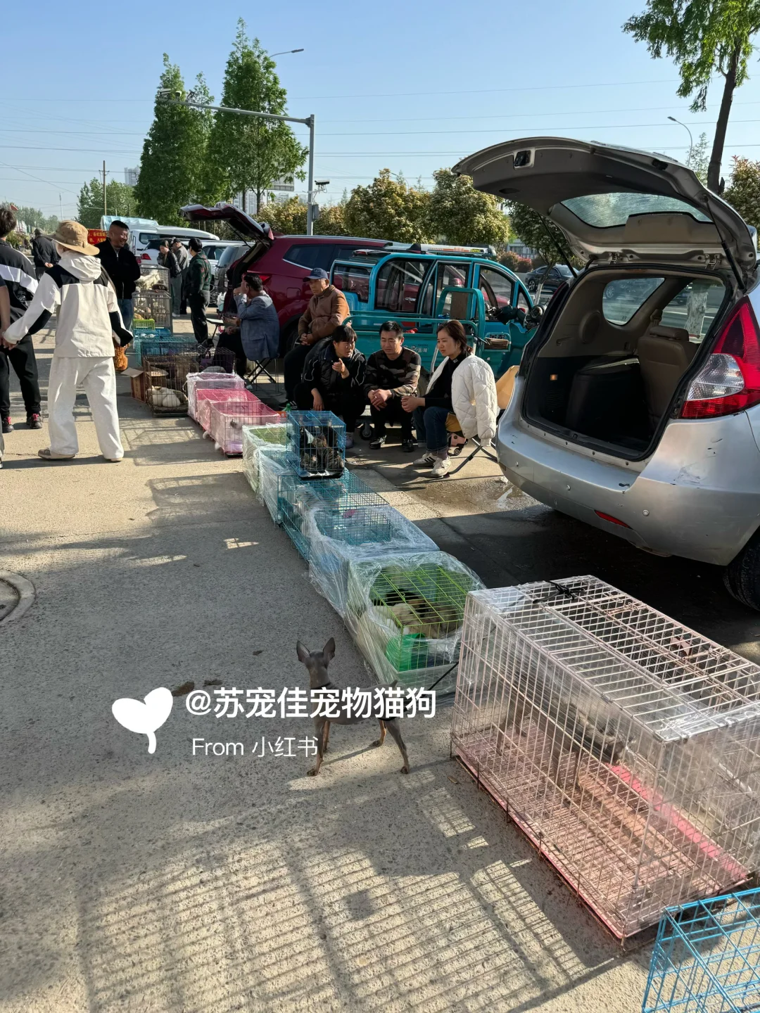 珠海大型宠物猫狗市场||猫咪狗狗一条批发价