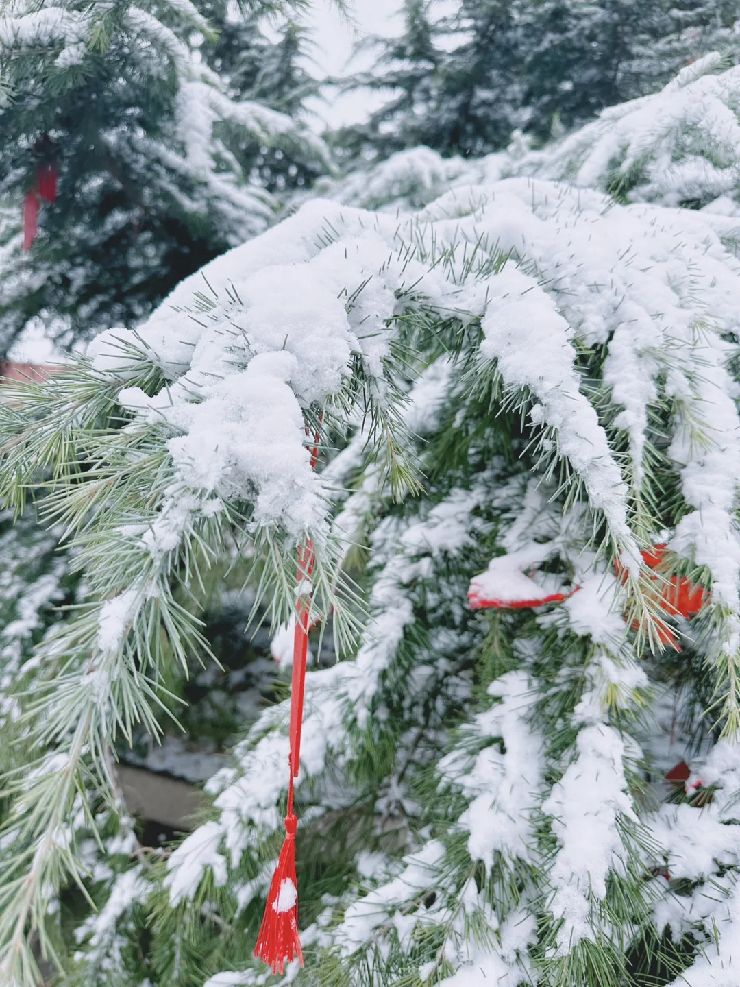 法大的第一场雪❄️