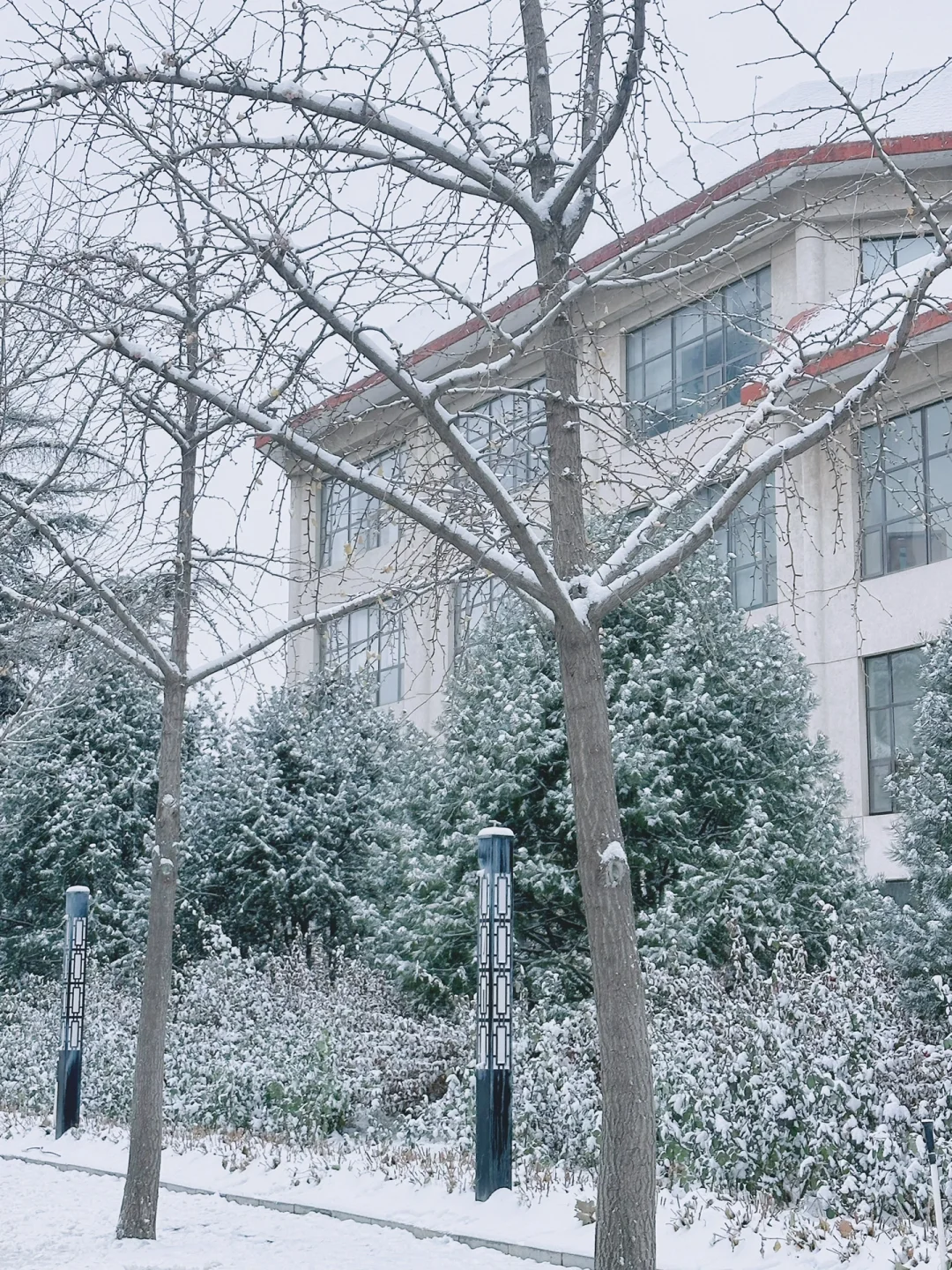 法大的第一场雪❄️