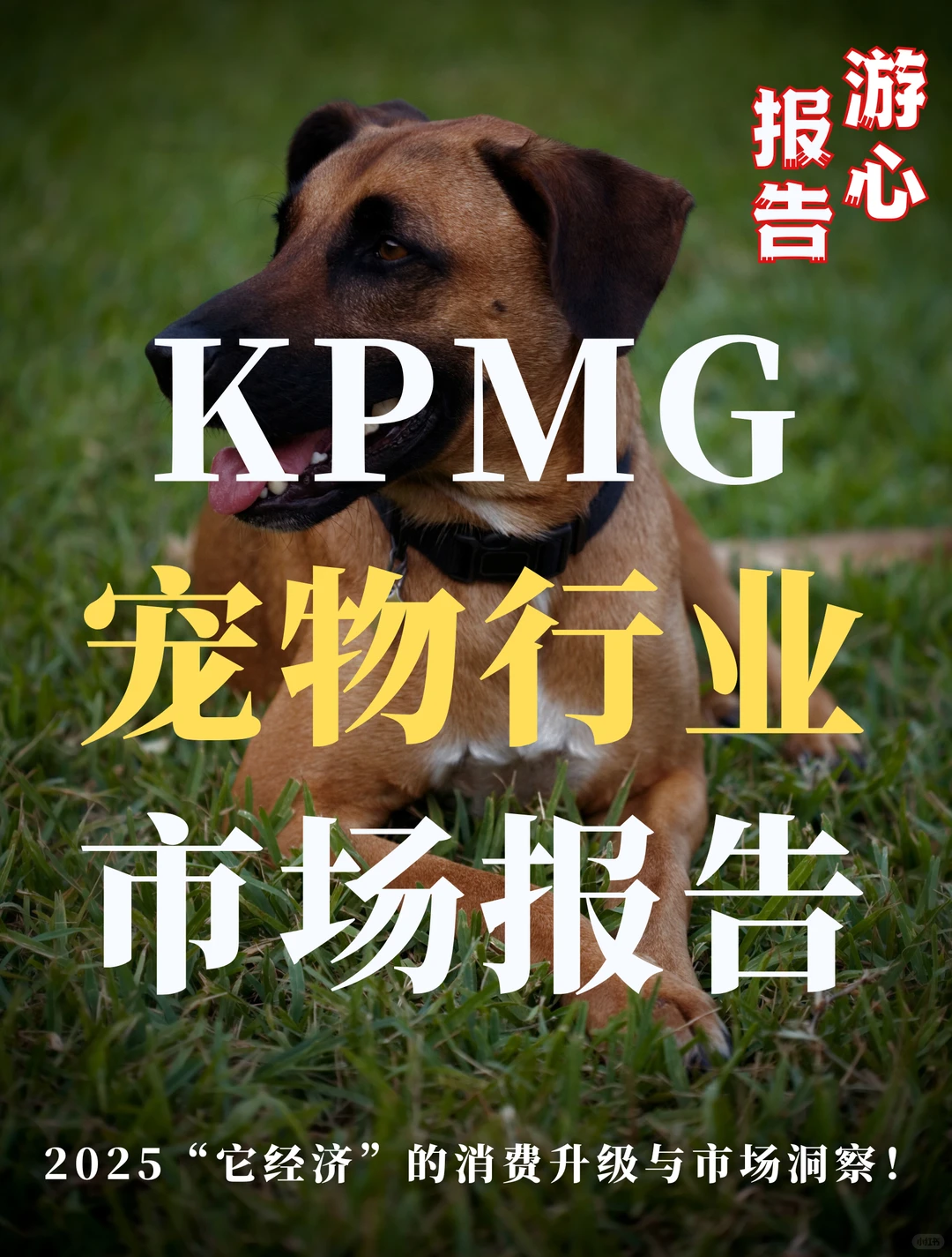 KPMG:2025宠物行业市场分析报告