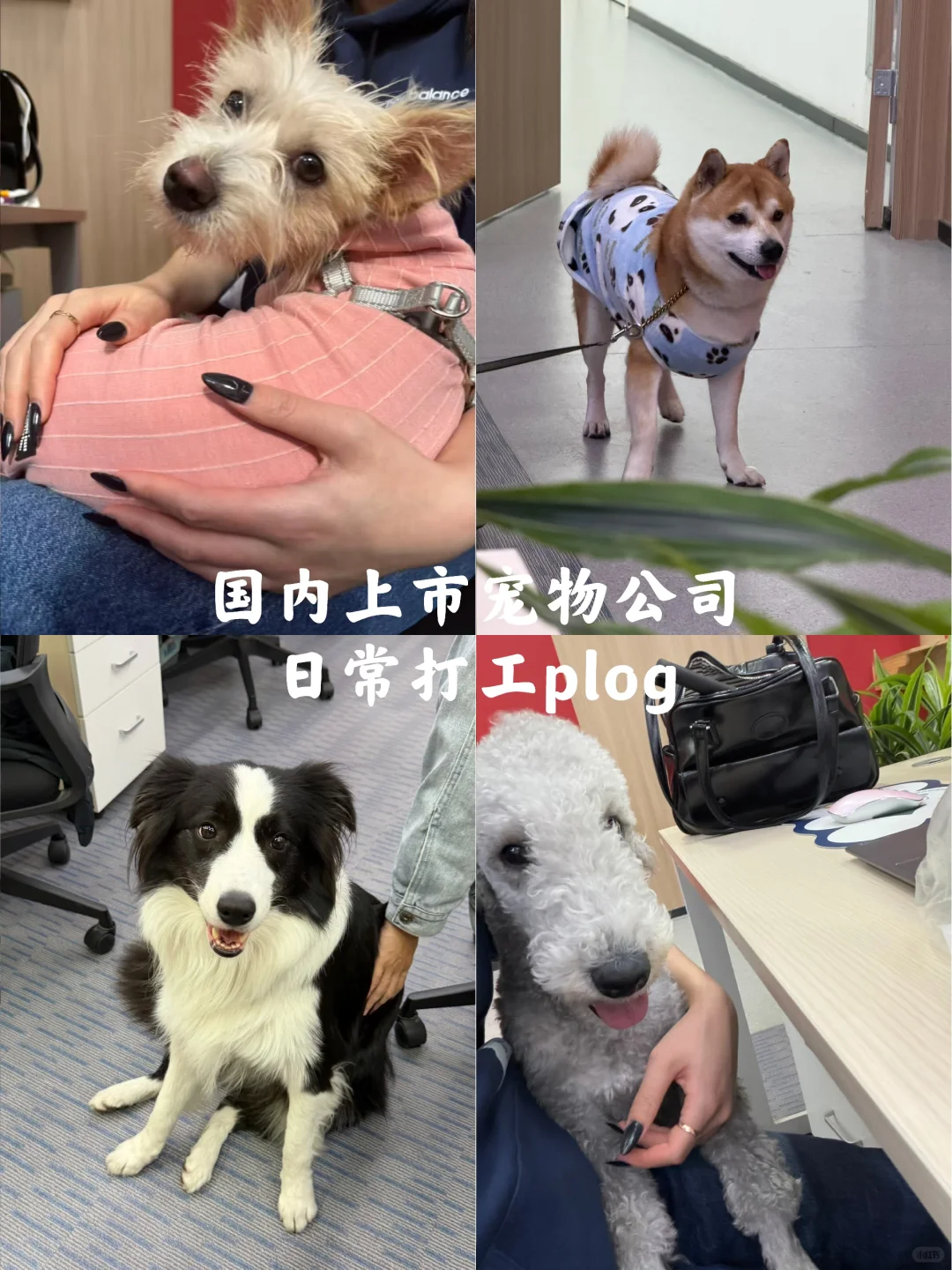 在头部宠物上市公司上班是什么体验