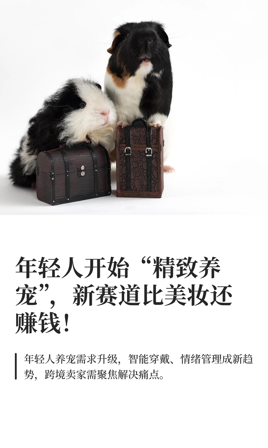年轻人开始“精致养宠”，新赛道比美妆还赚