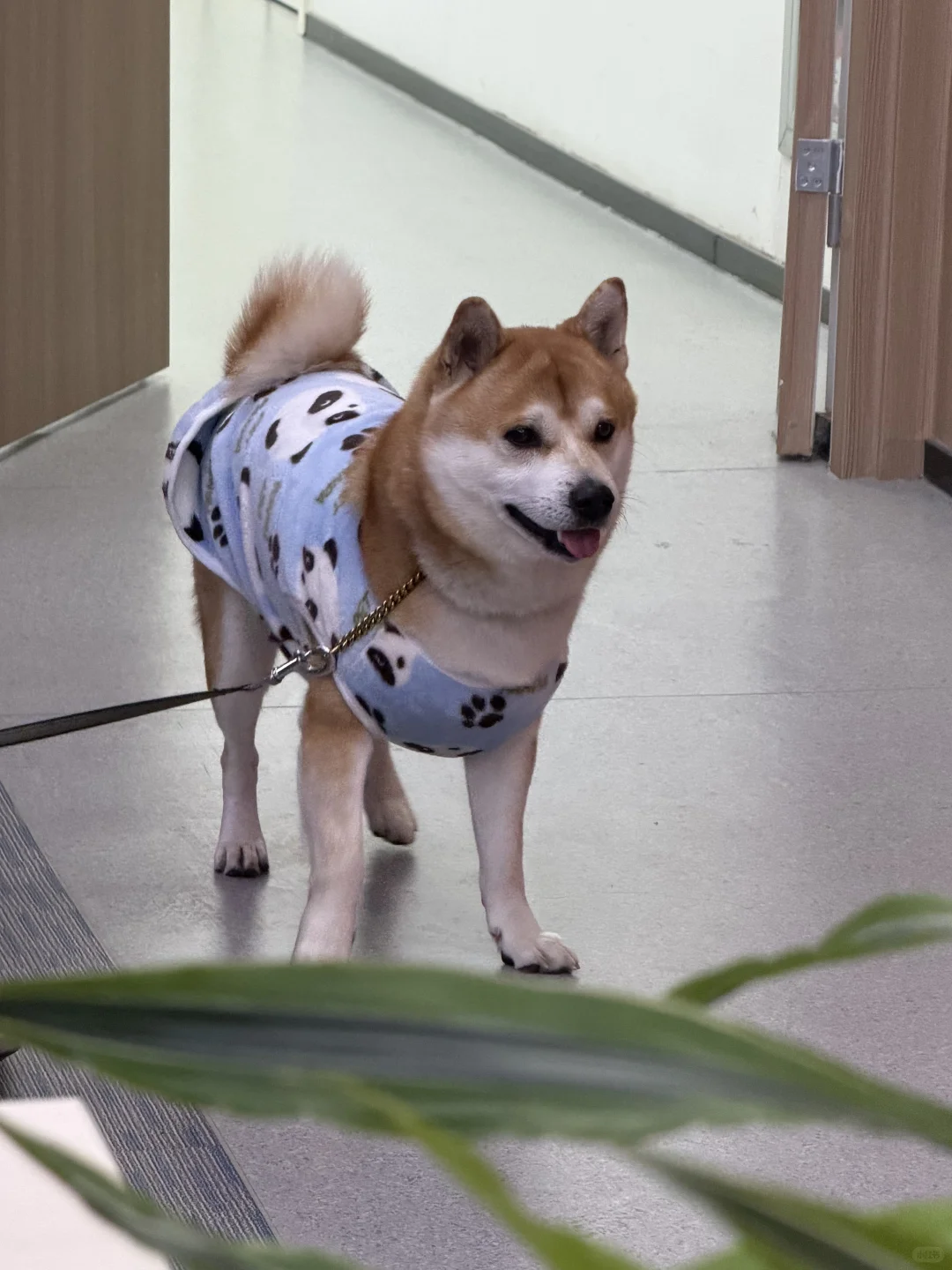 在头部宠物上市公司上班是什么体验