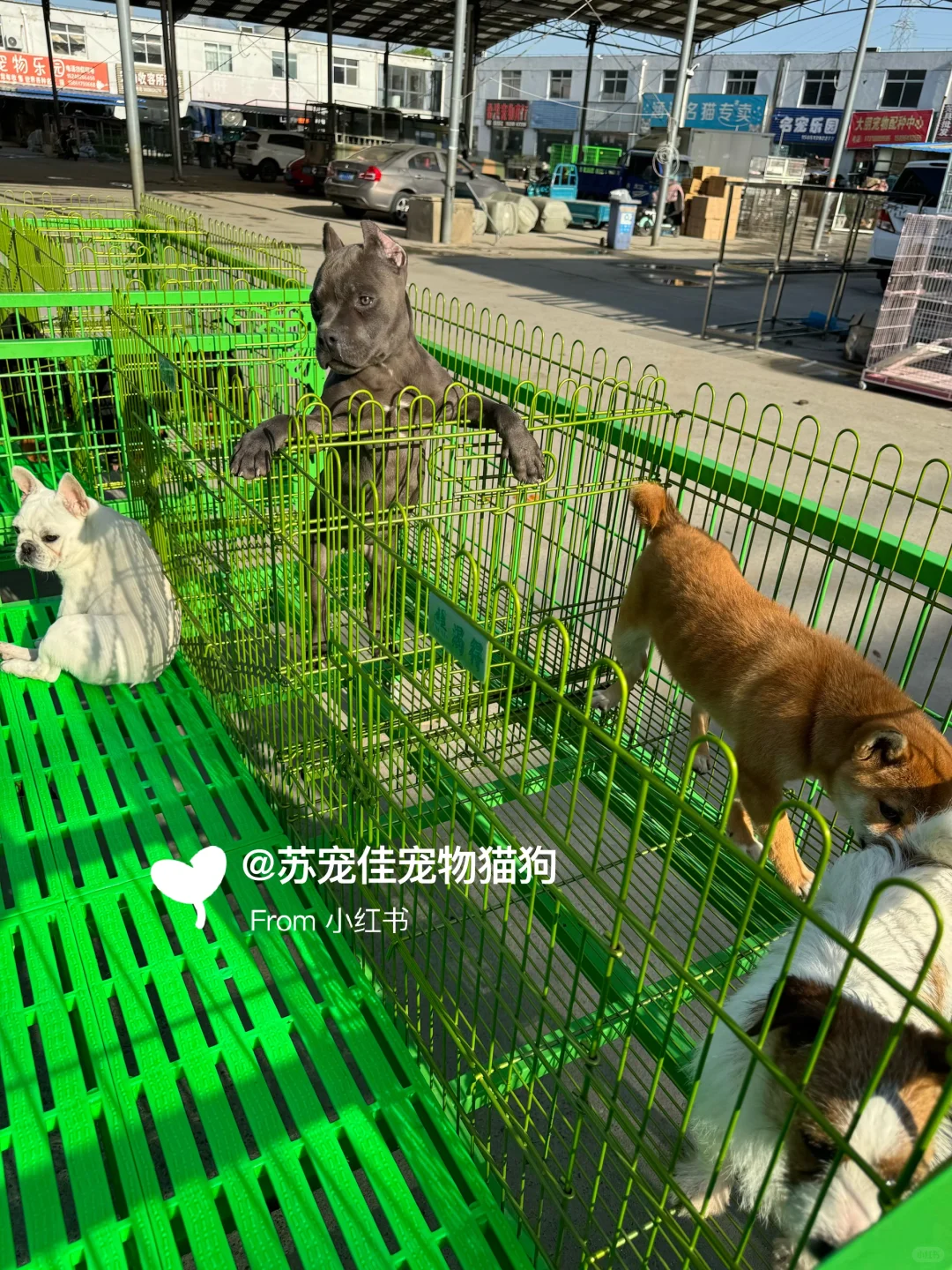 珠海大型宠物猫狗市场||猫咪狗狗一条批发价
