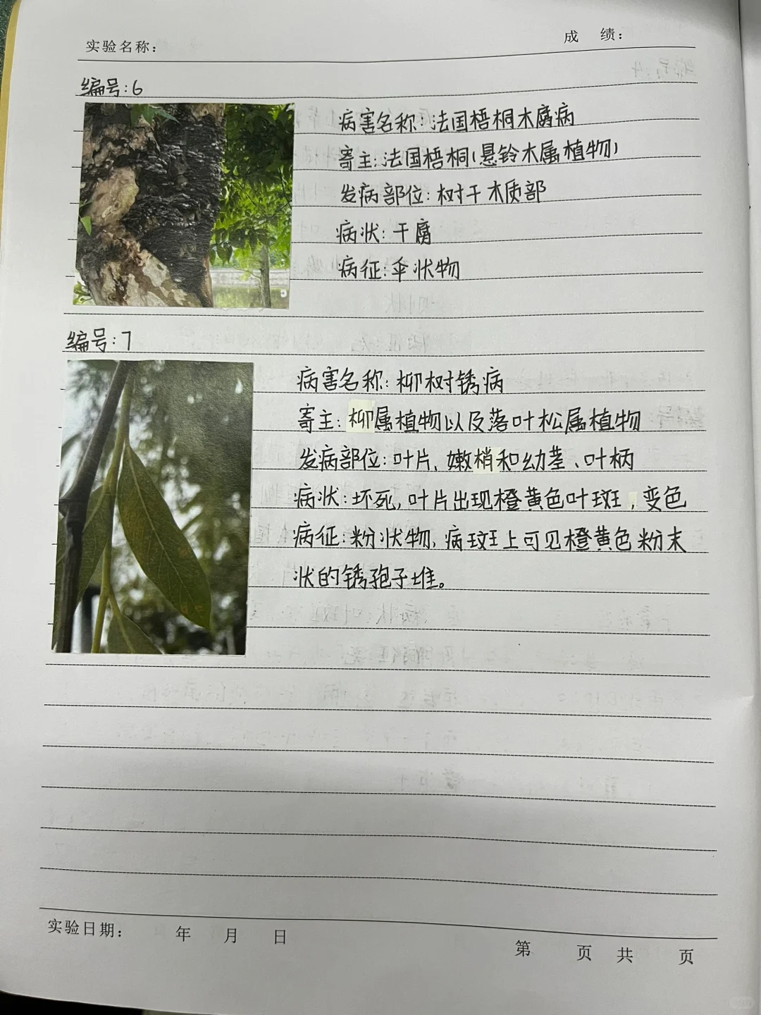 植物病害的症状观察