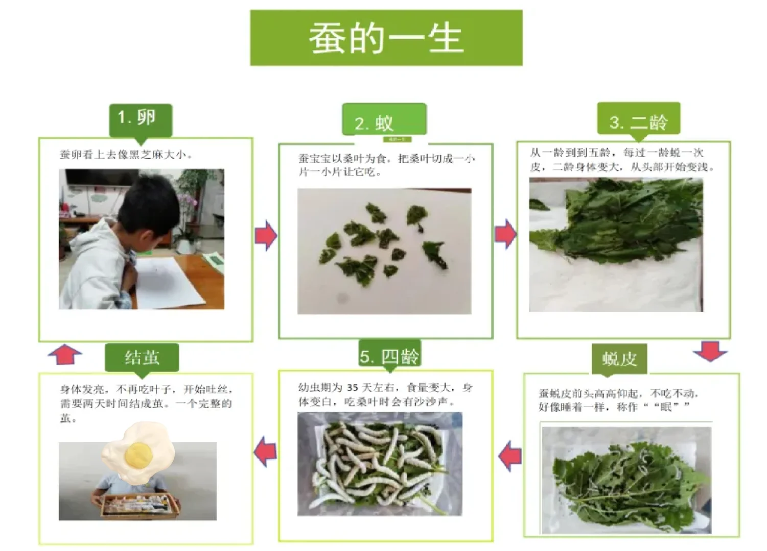 科学观察小报告