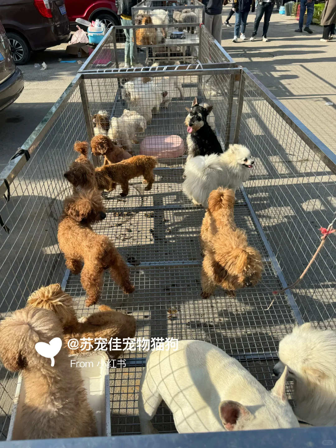 珠海大型宠物猫狗市场||猫咪狗狗一条批发价