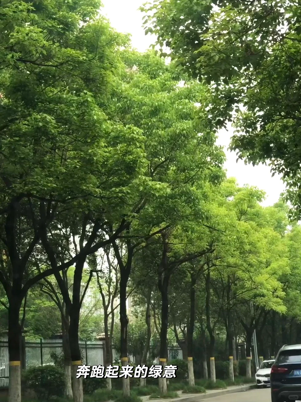 13个对标账号都给你找好了，直接抄