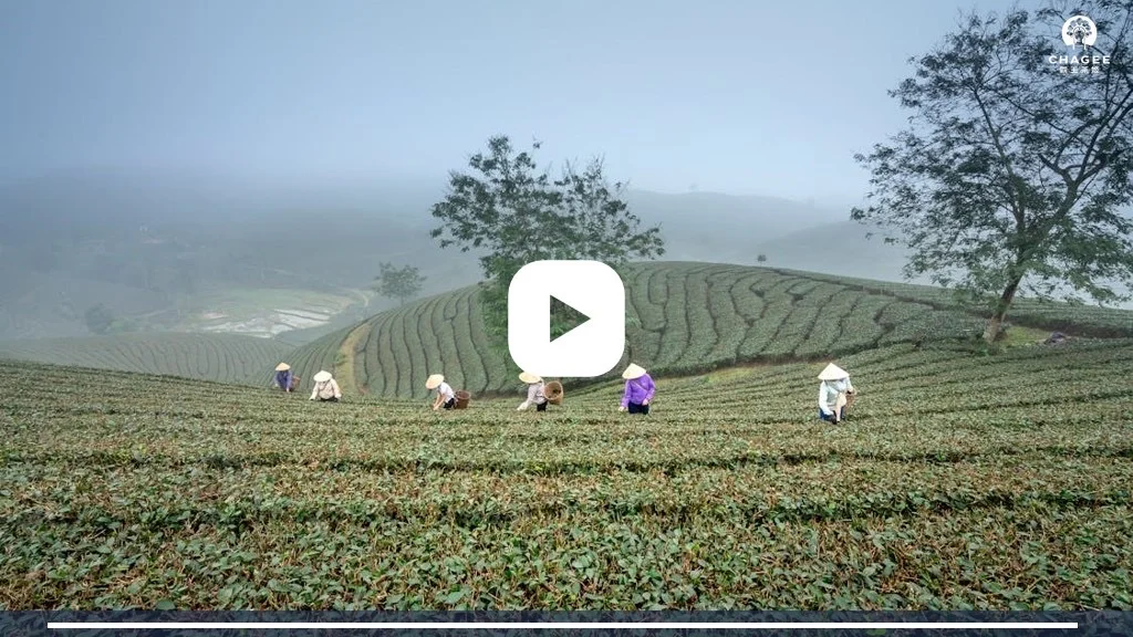 霸王茶姬品牌介绍营销策划PPT｜东方茶马古道