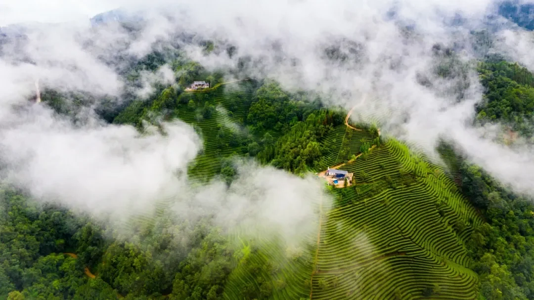 品斛堂酒业，荣获多项市场地位确认证书?