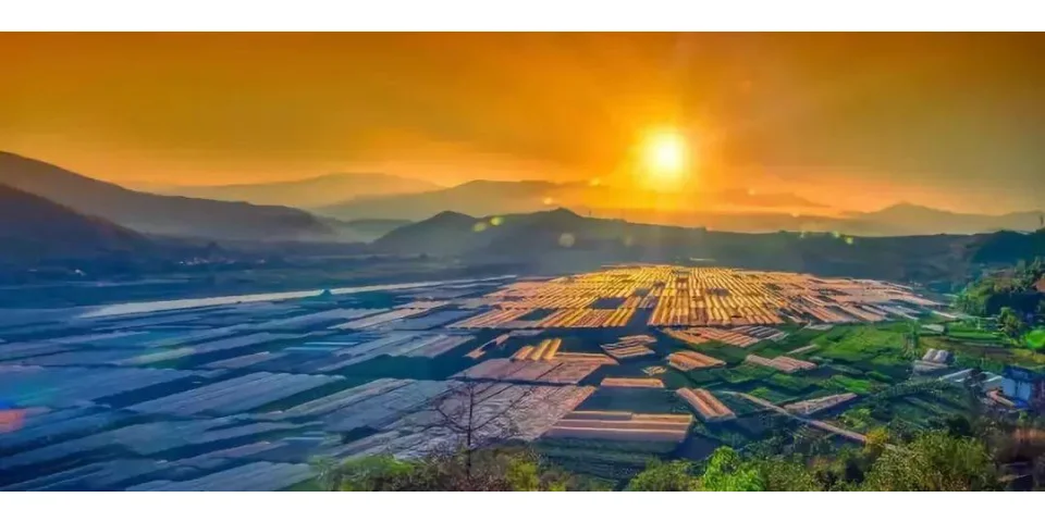 蔬菜市场,逃不脱“物以稀为贵”的基本规律