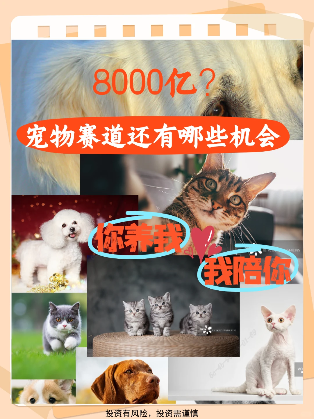 宠物赛道还有哪些机会