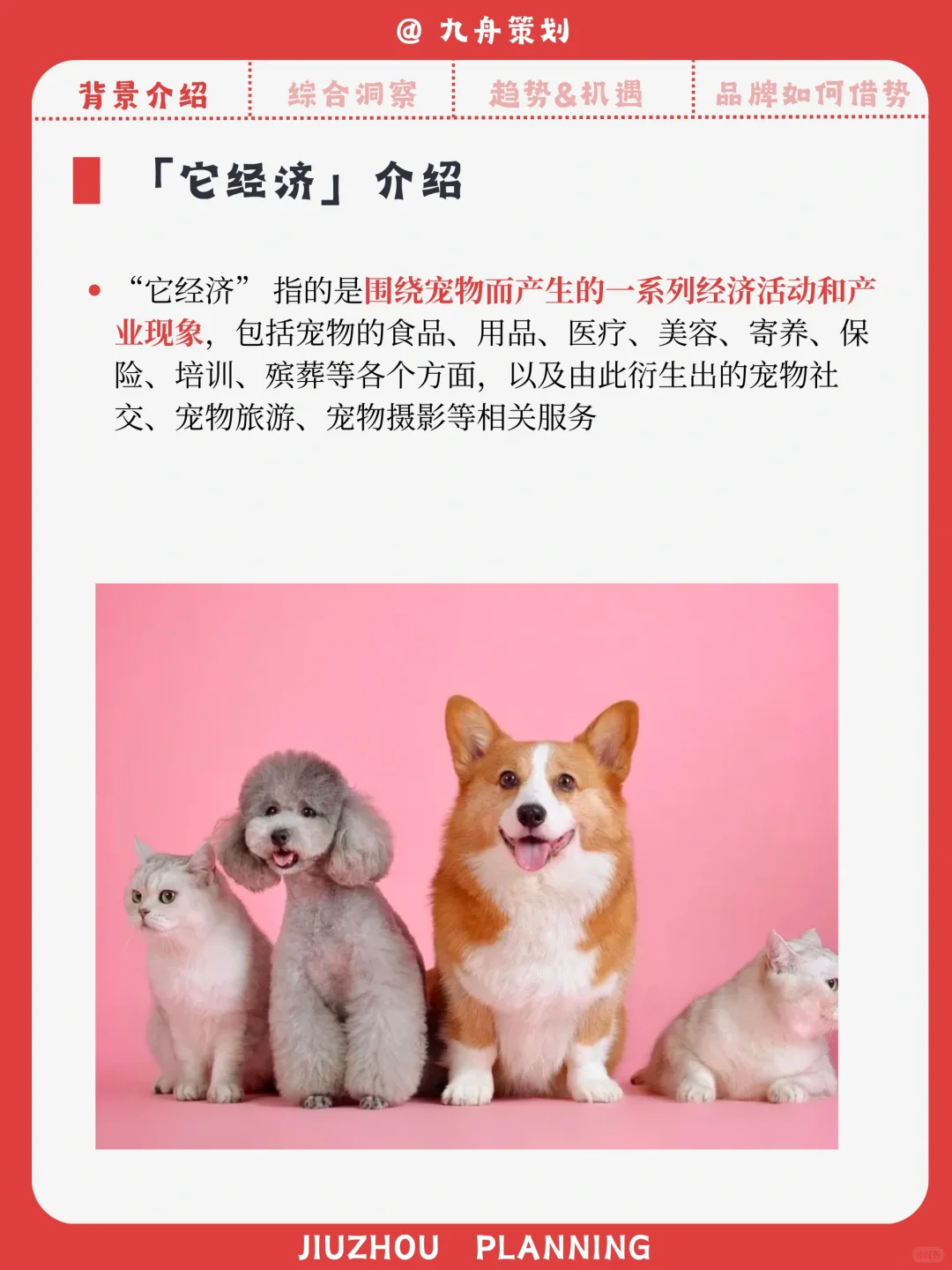 它经济爆火，一只宠物背后的千亿生意