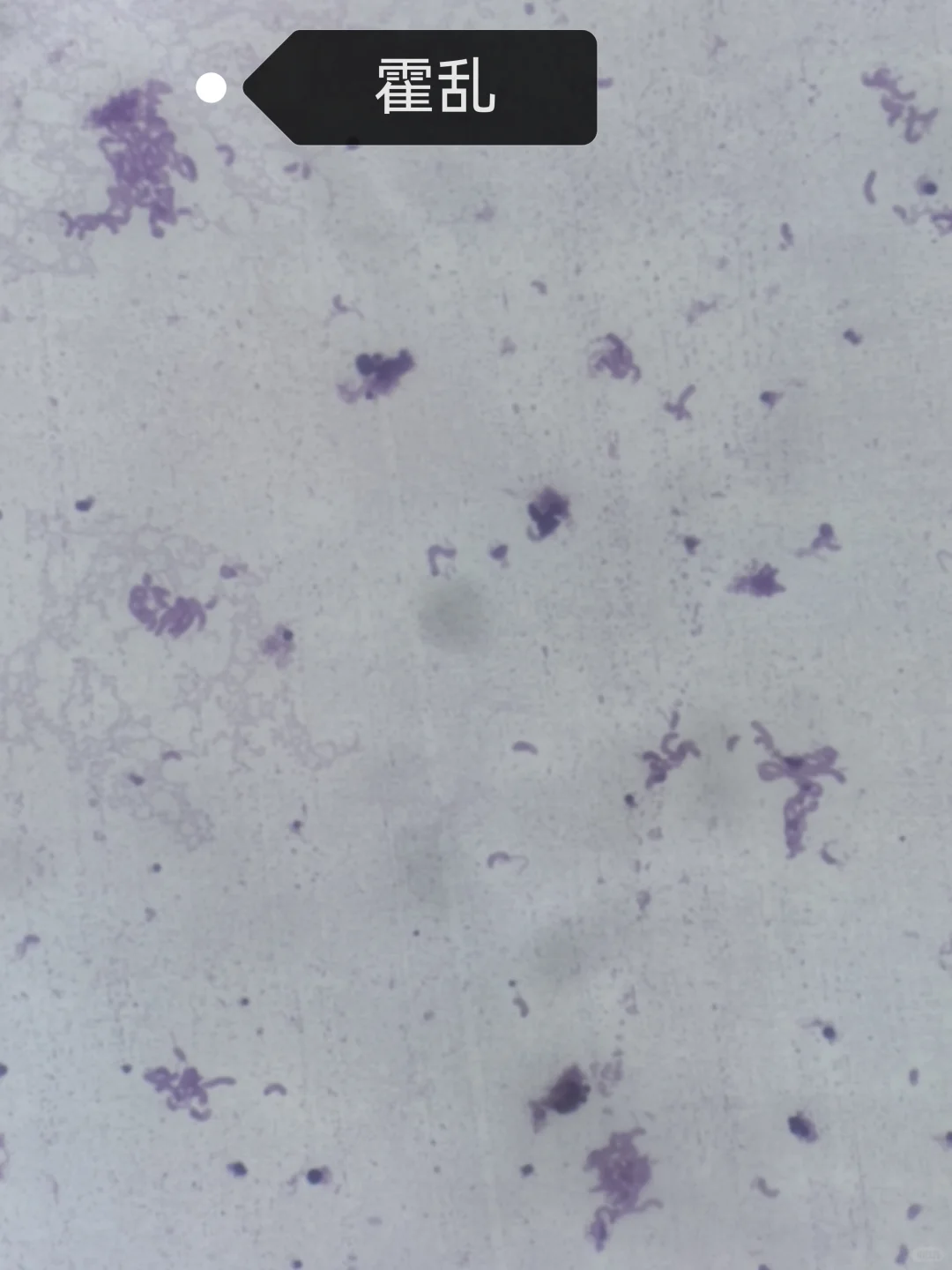 微生物学实验报告7.细菌形态观察