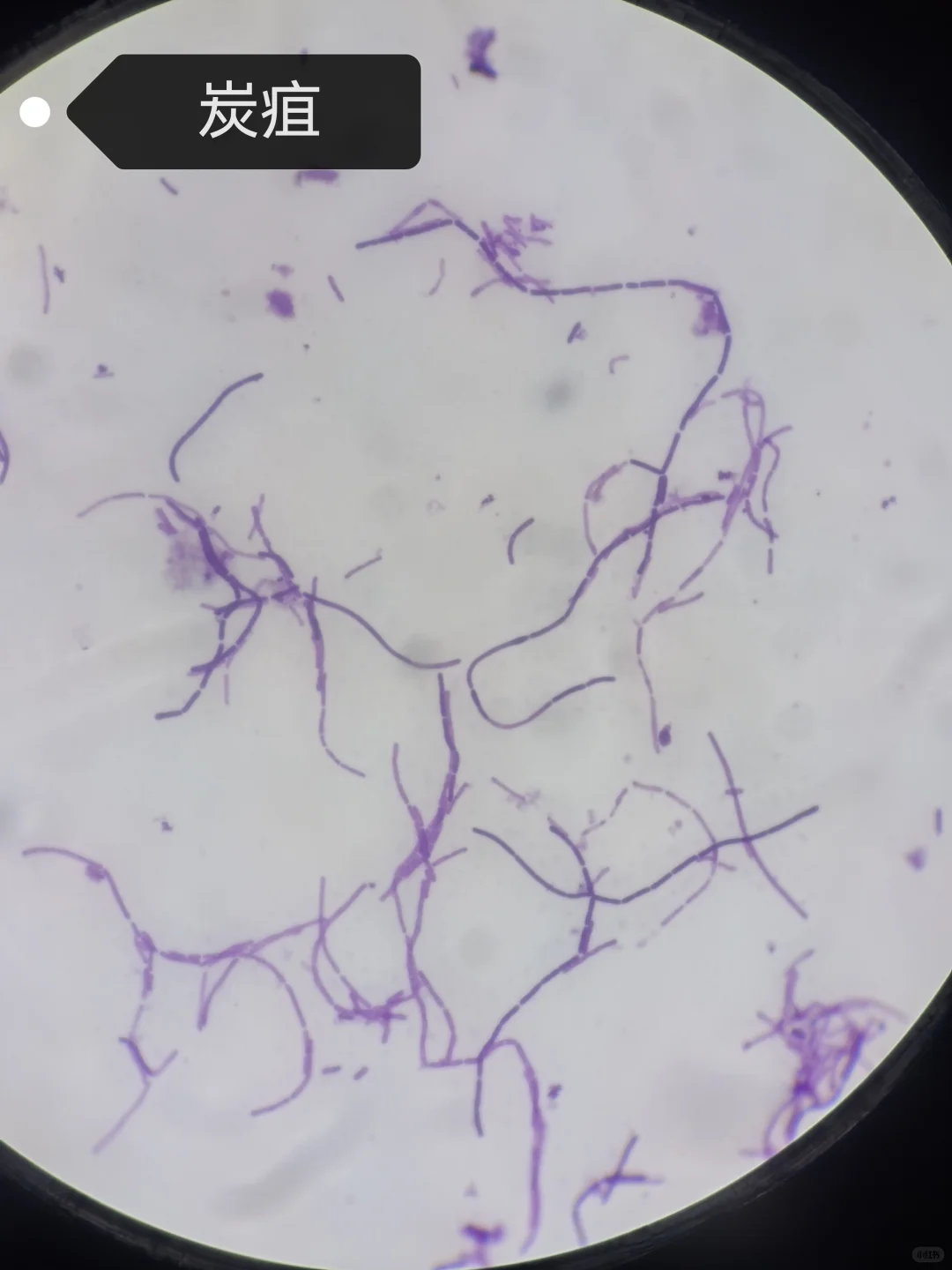 微生物学实验报告7.细菌形态观察