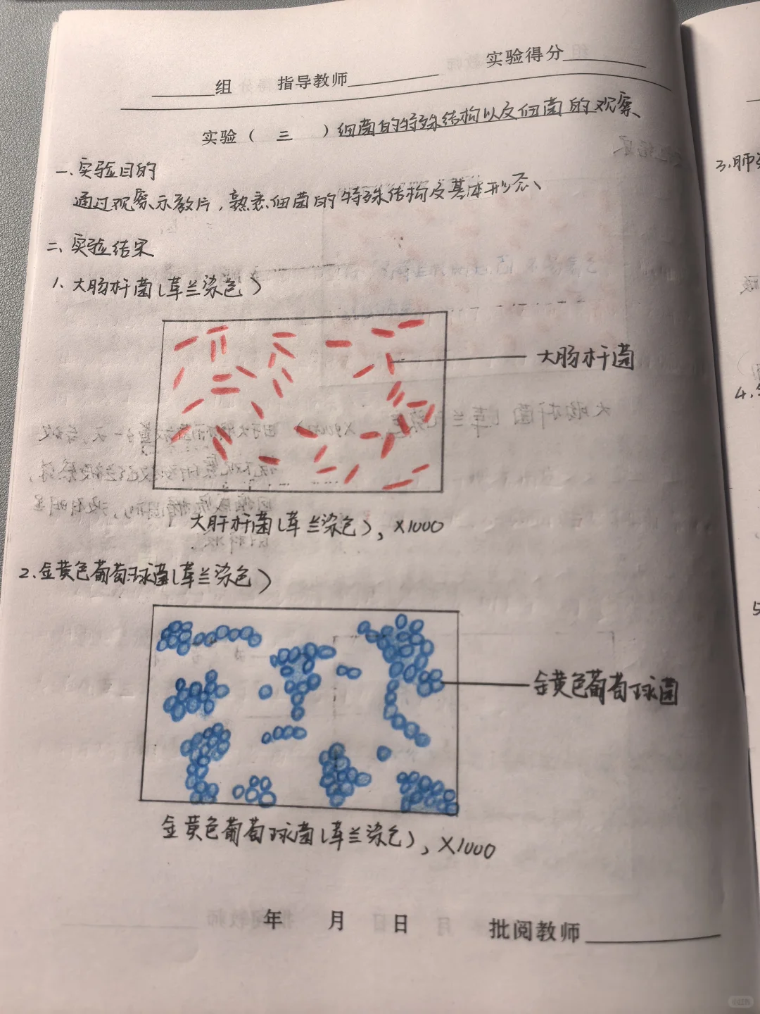 微生物学实验报告3 细菌特殊结构的观察
