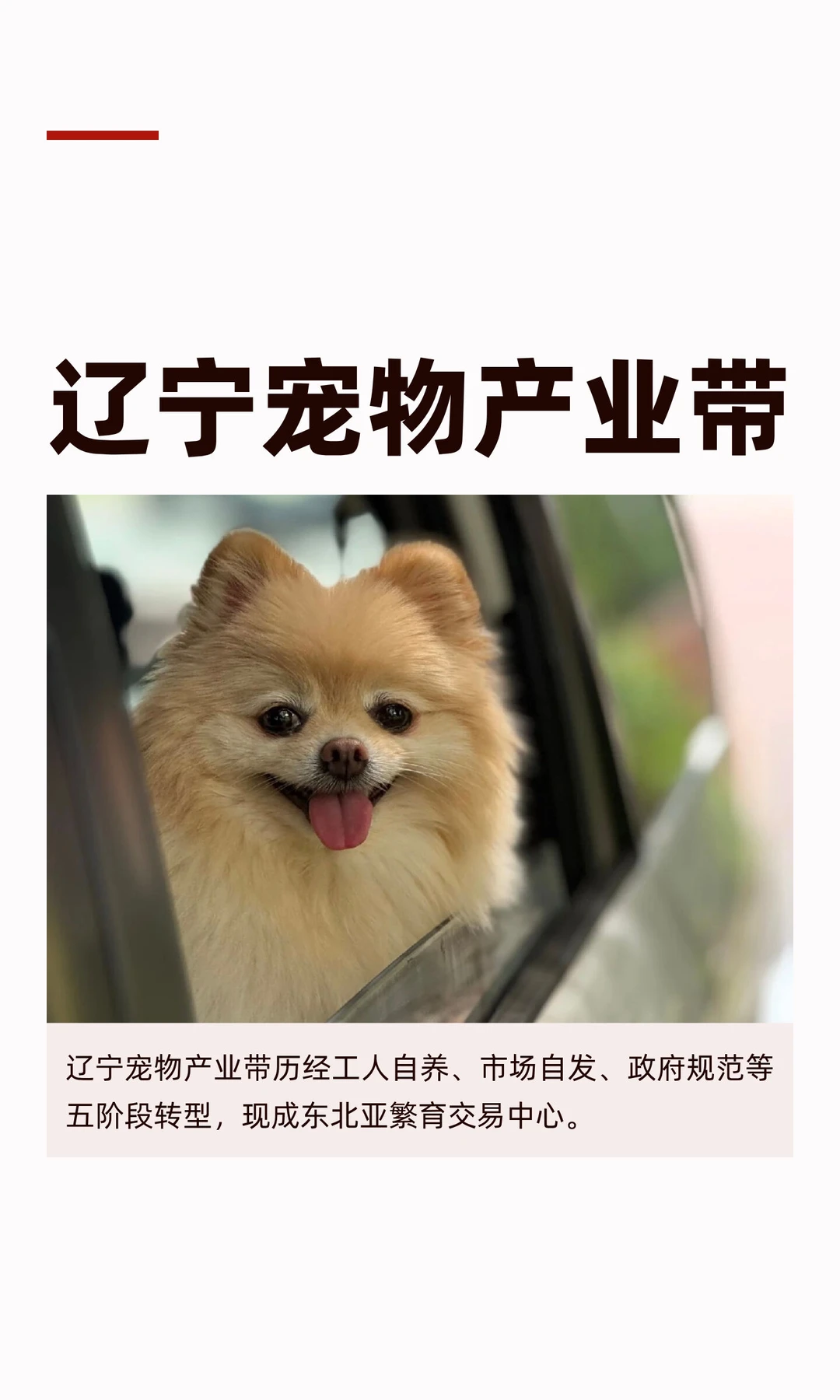 辽宁宠物产业带