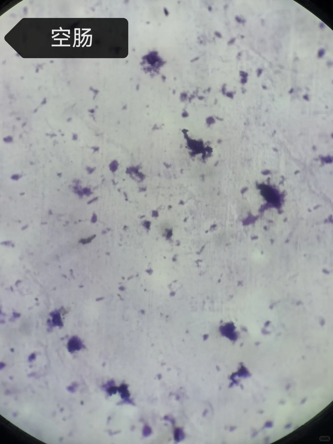 微生物学实验报告7.细菌形态观察