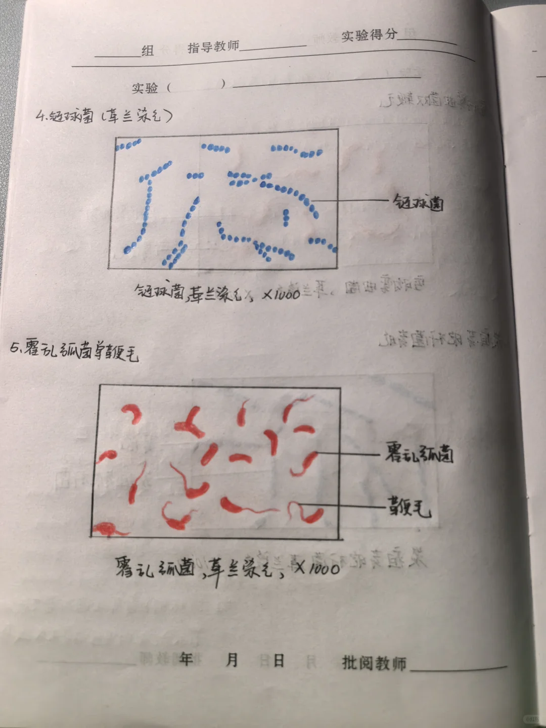 微生物学实验报告7.细菌形态观察