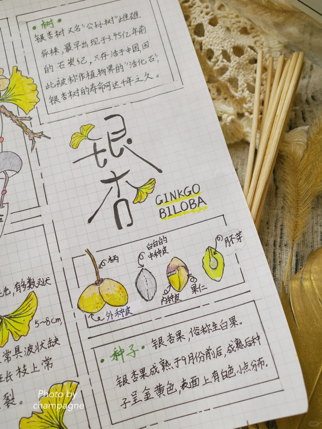 自然笔记观察手帐银杏小报秋日植物分镜画