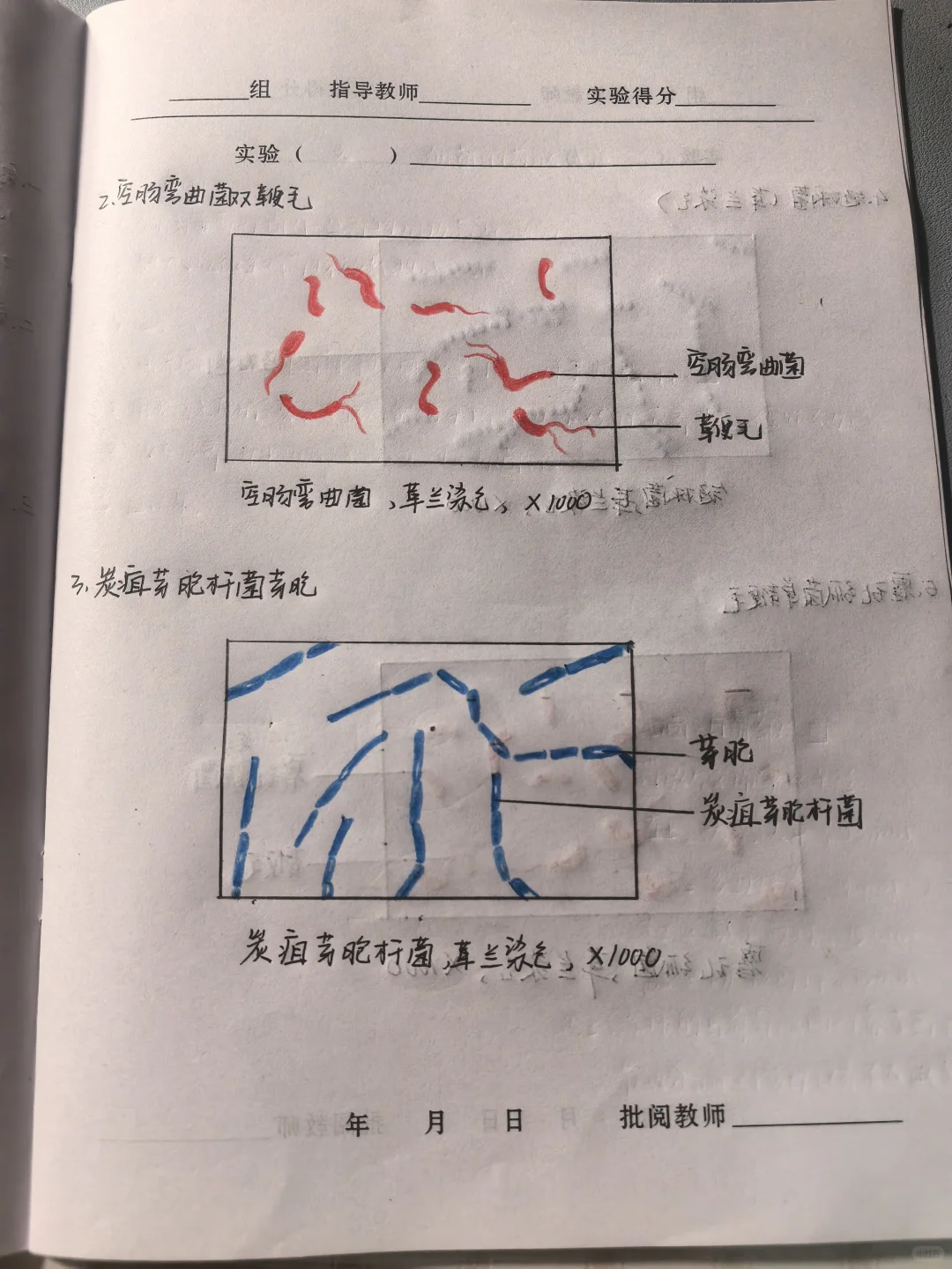 微生物学实验报告7.细菌形态观察