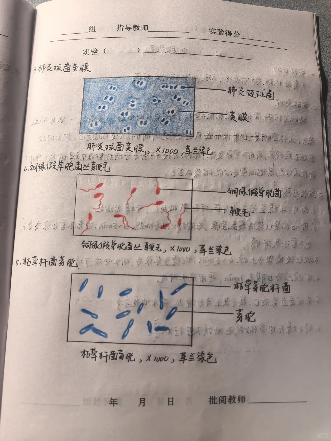 微生物学实验报告3 细菌特殊结构的观察