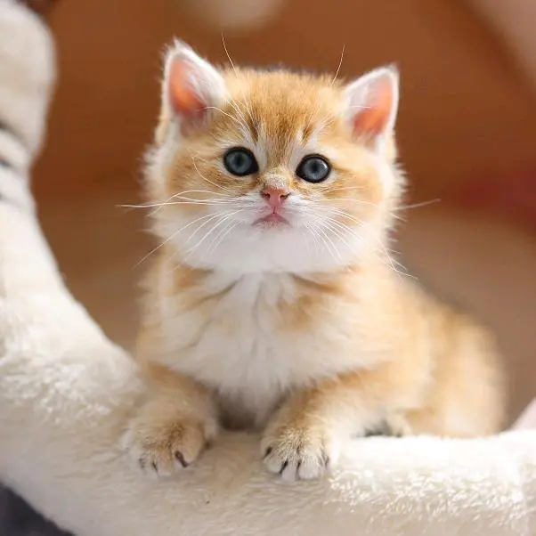 ?小猫咪的人类研究报告