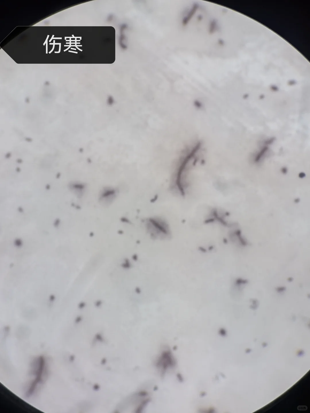 微生物学实验报告7.细菌形态观察