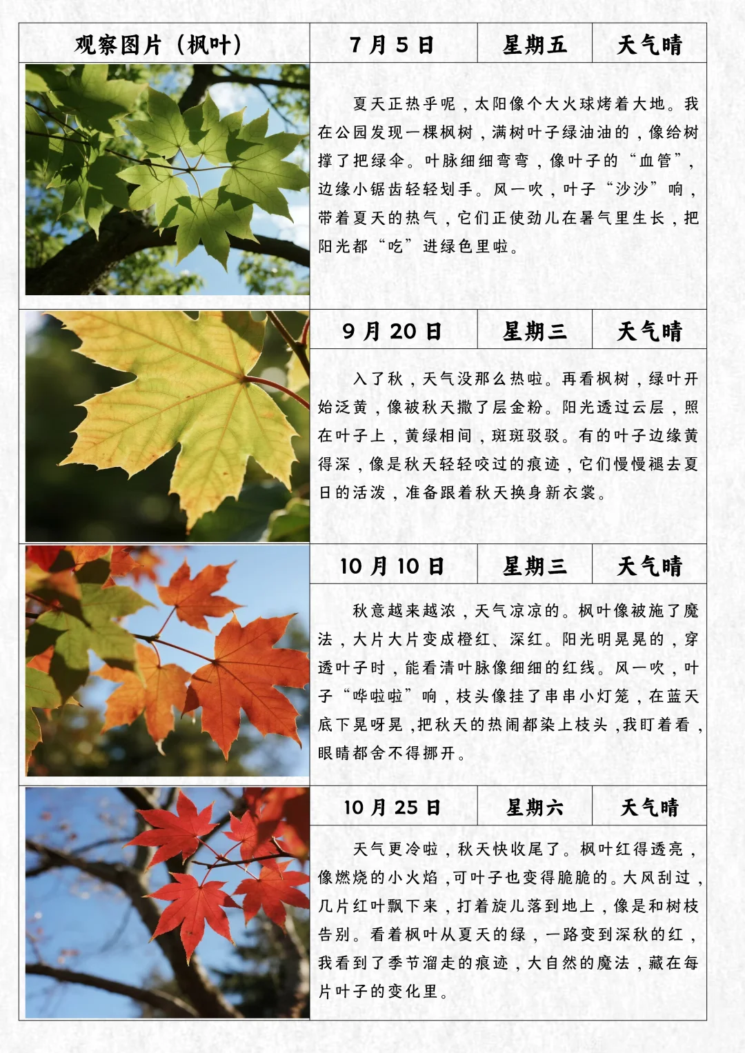 四上语文习作写观察日记范文植物观察记录表