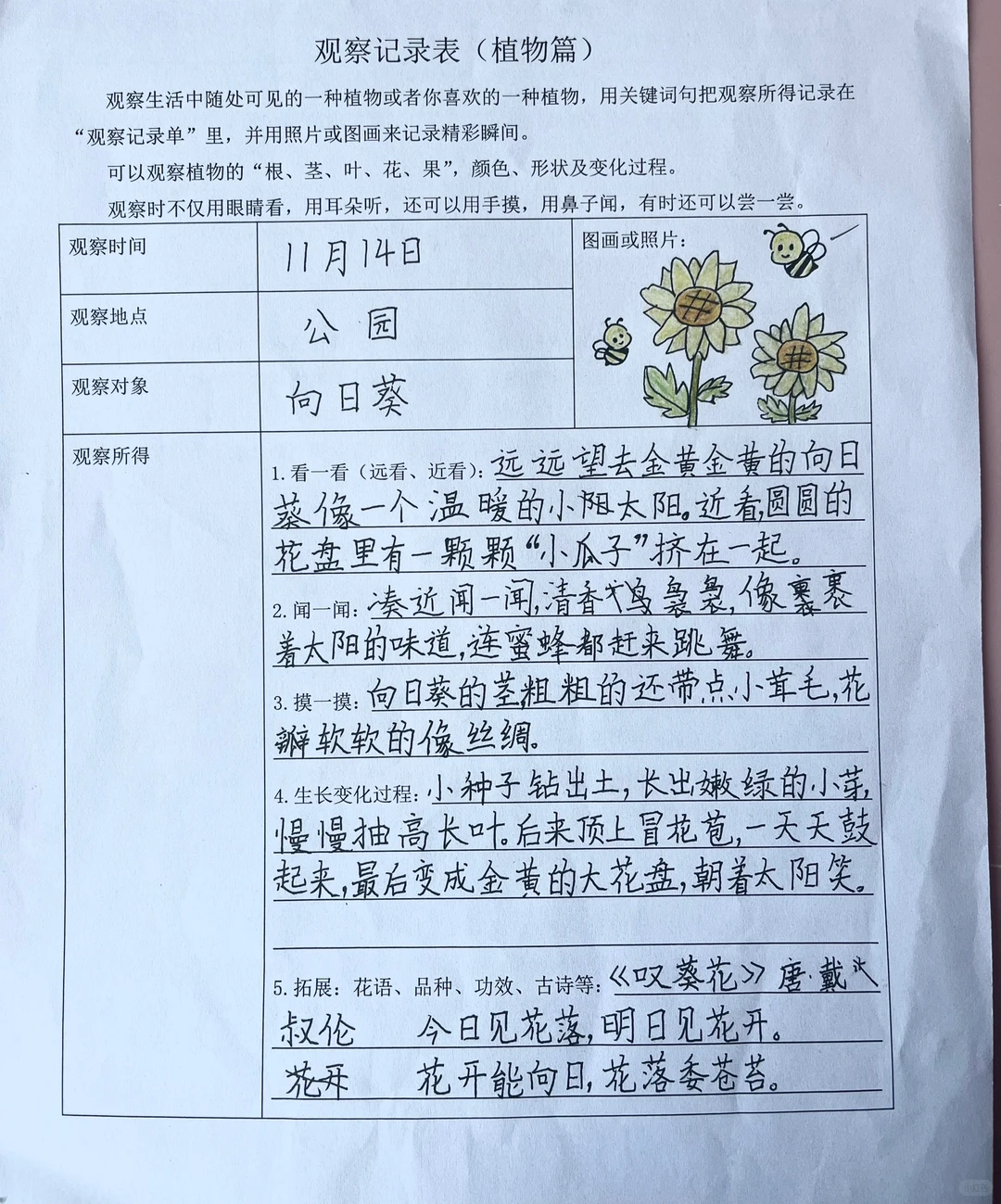 向日葵观察记录?