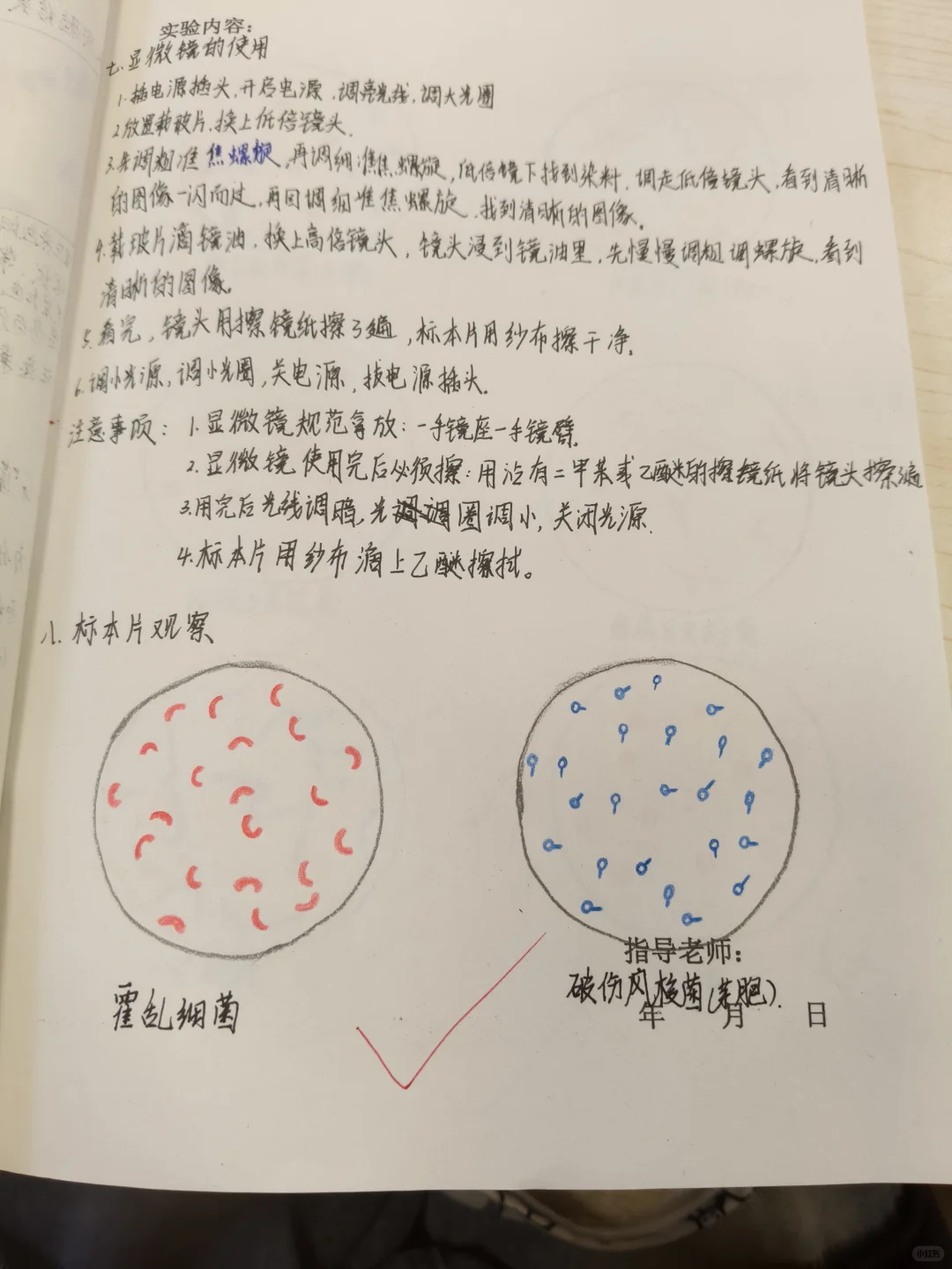 革兰染色与标本观察实验报告