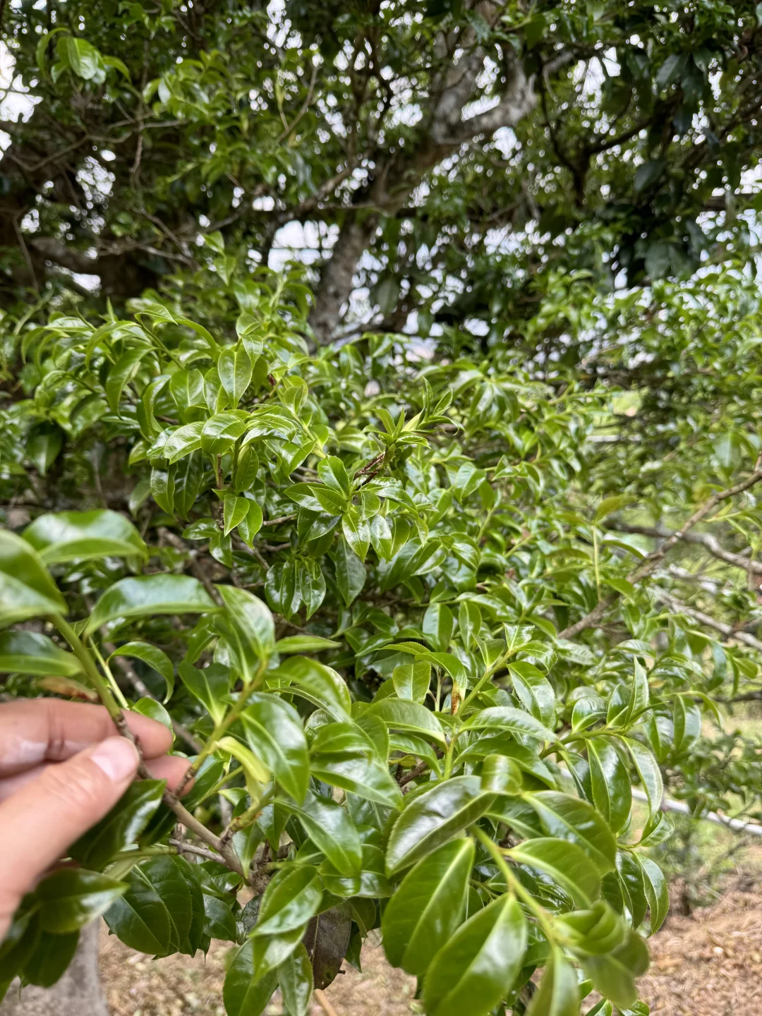茶行业烂透了